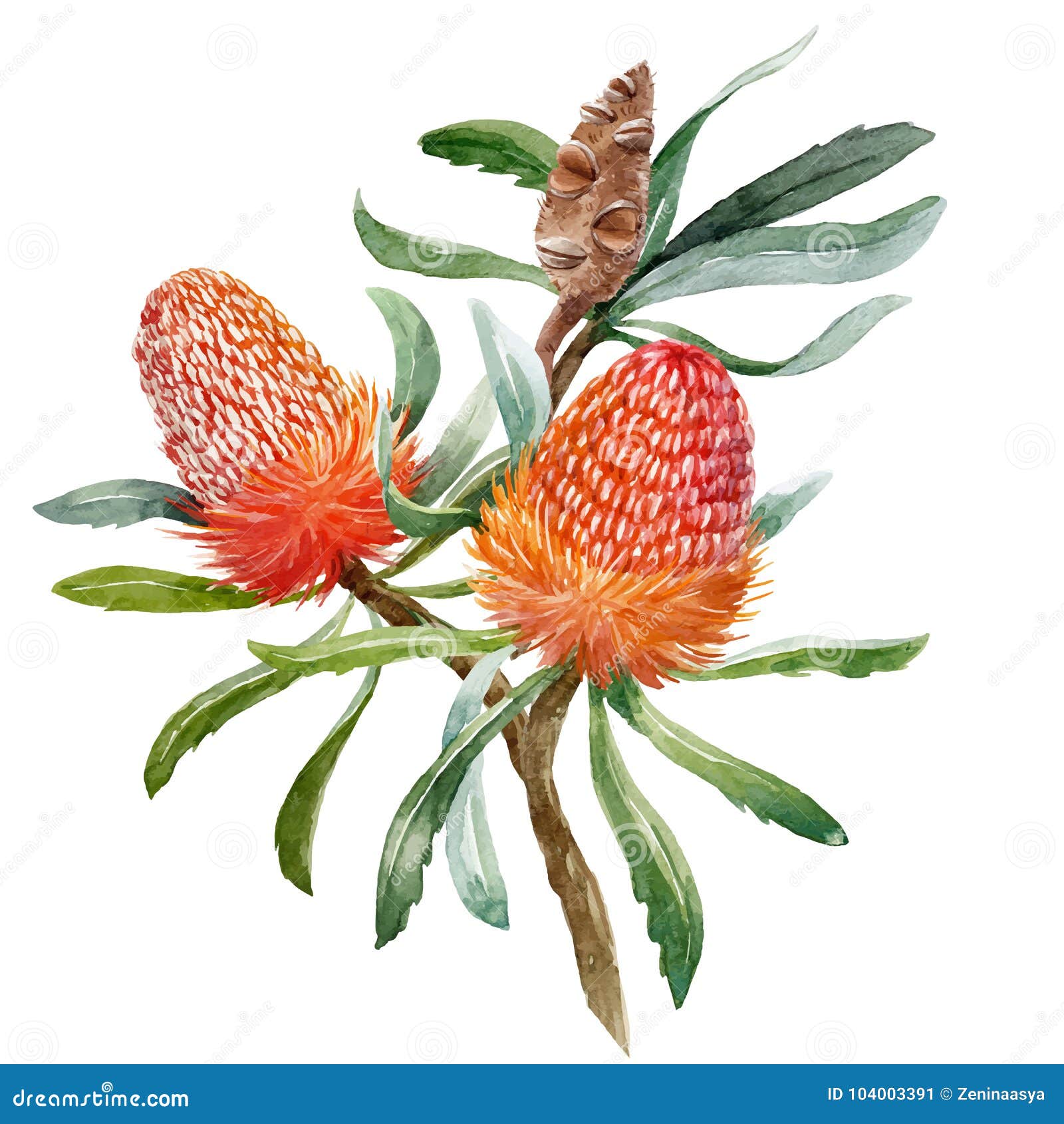 watercolor banksia flower  composition
