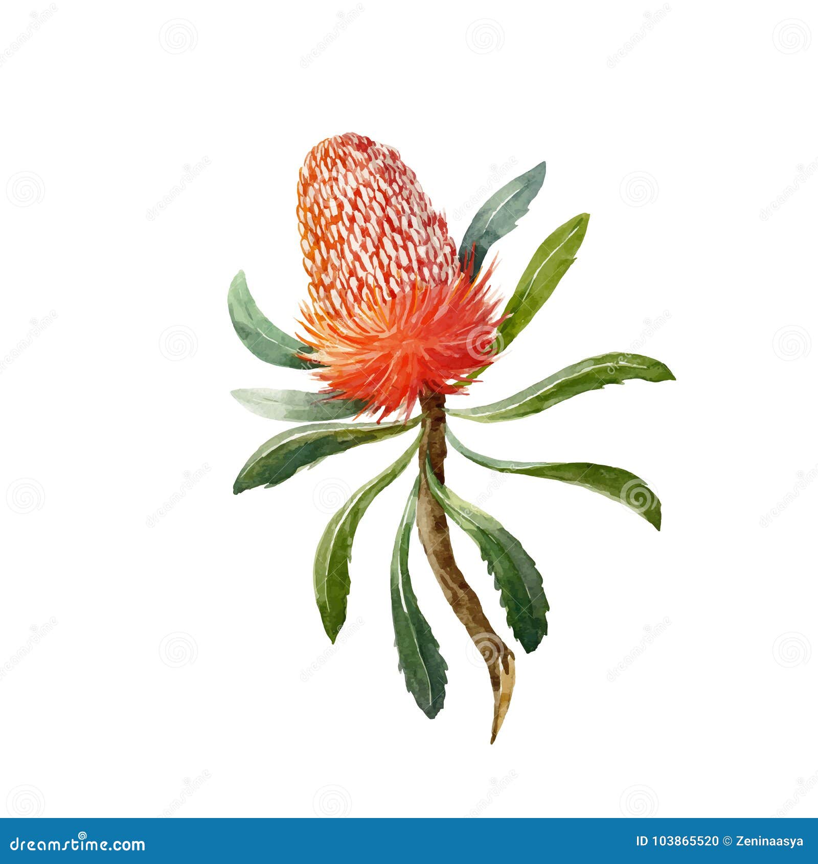 watercolor banksia  flower