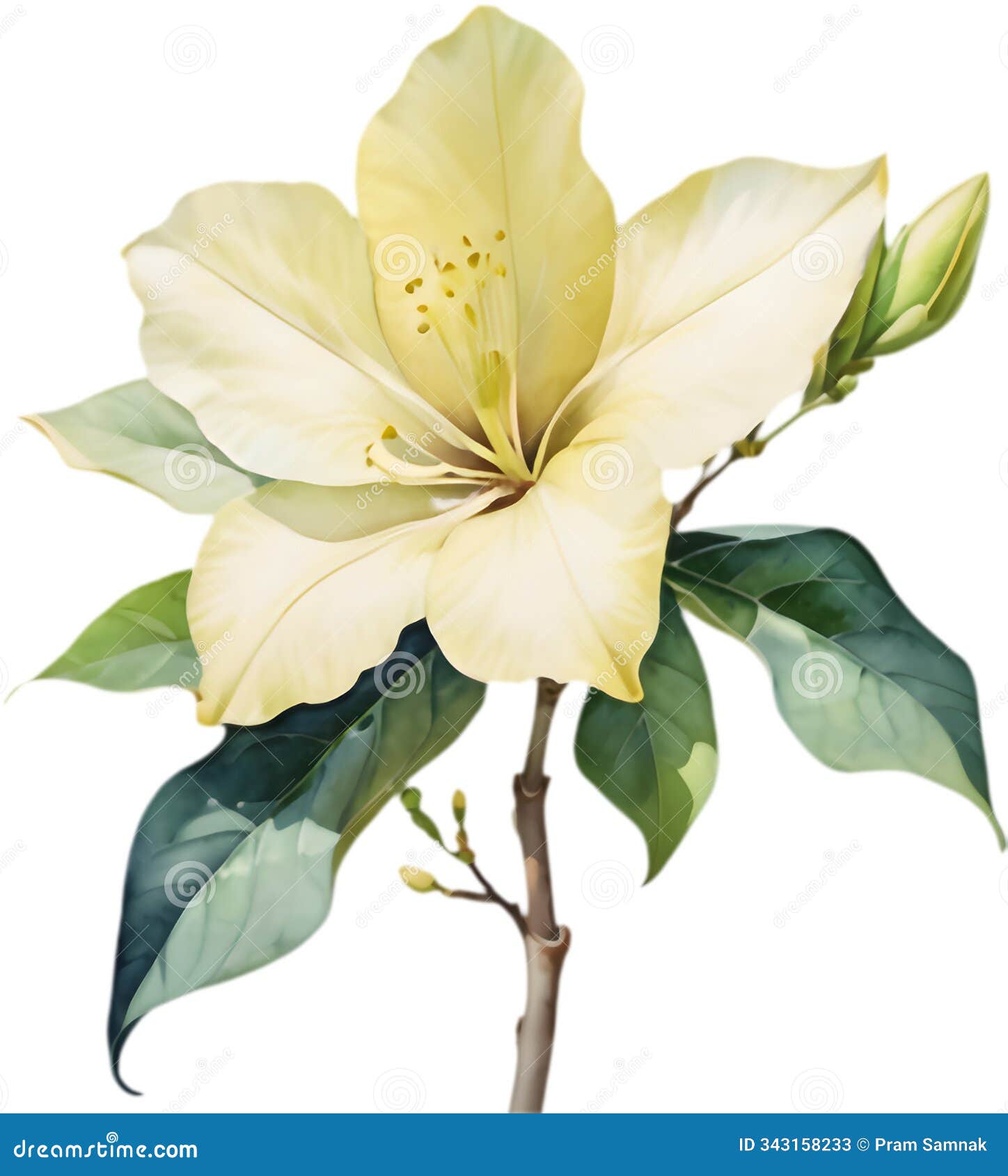 bauhinia flowers bloom in pale yellow.