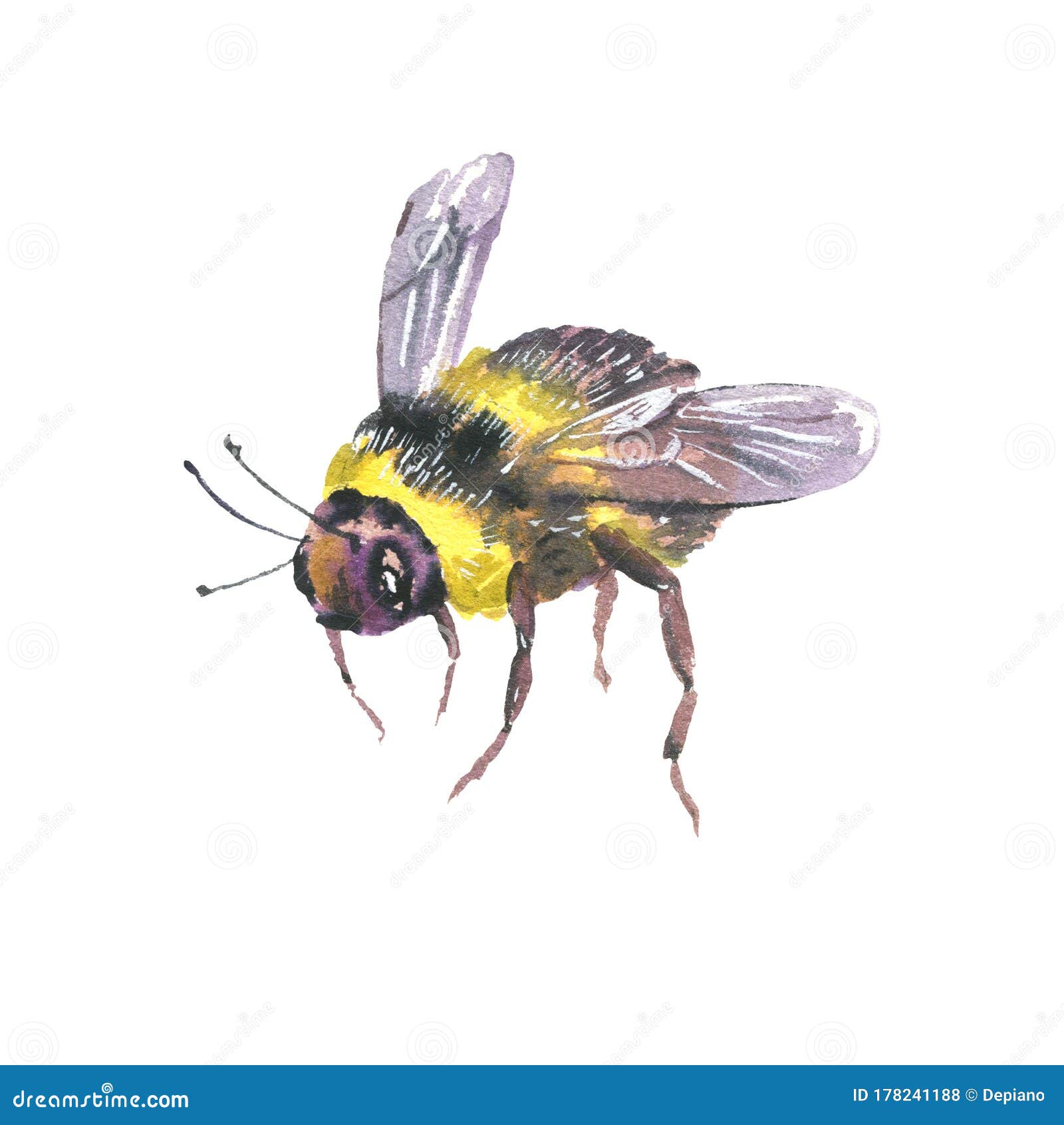 Watercolor Bee Natural Illustration. Summer Greeting Card Stock ...