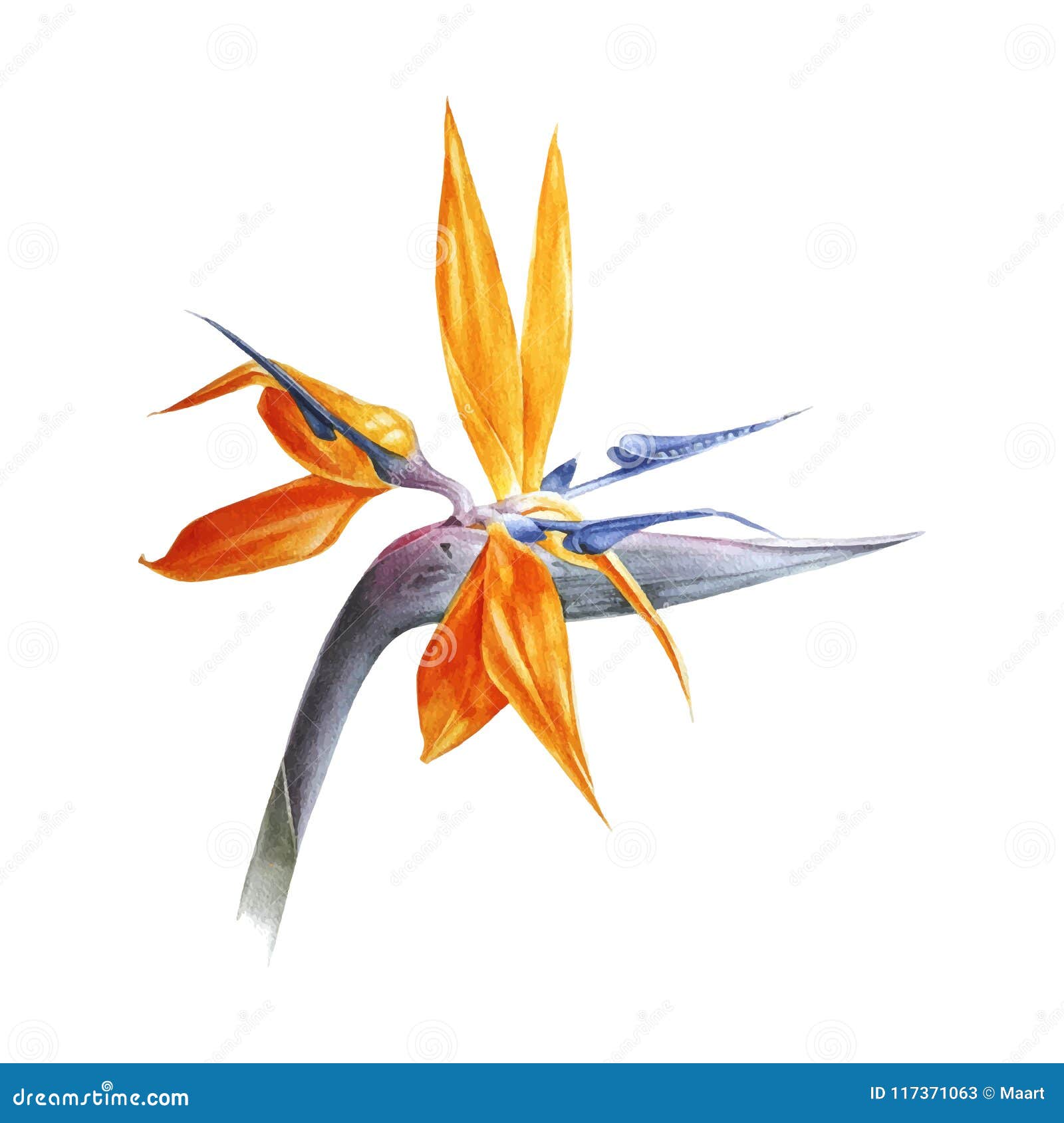 watercolor bird of paradise flower