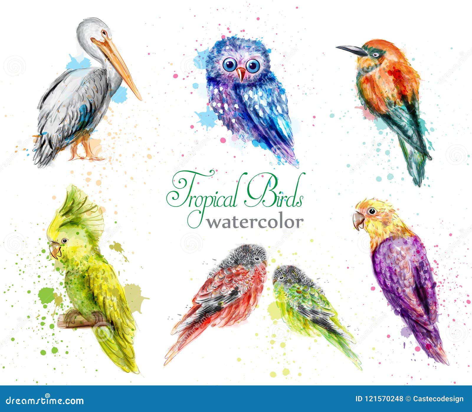 Download Watercolor Birds Set Vector. Peacock, Owl, Pelican, Parrot ...