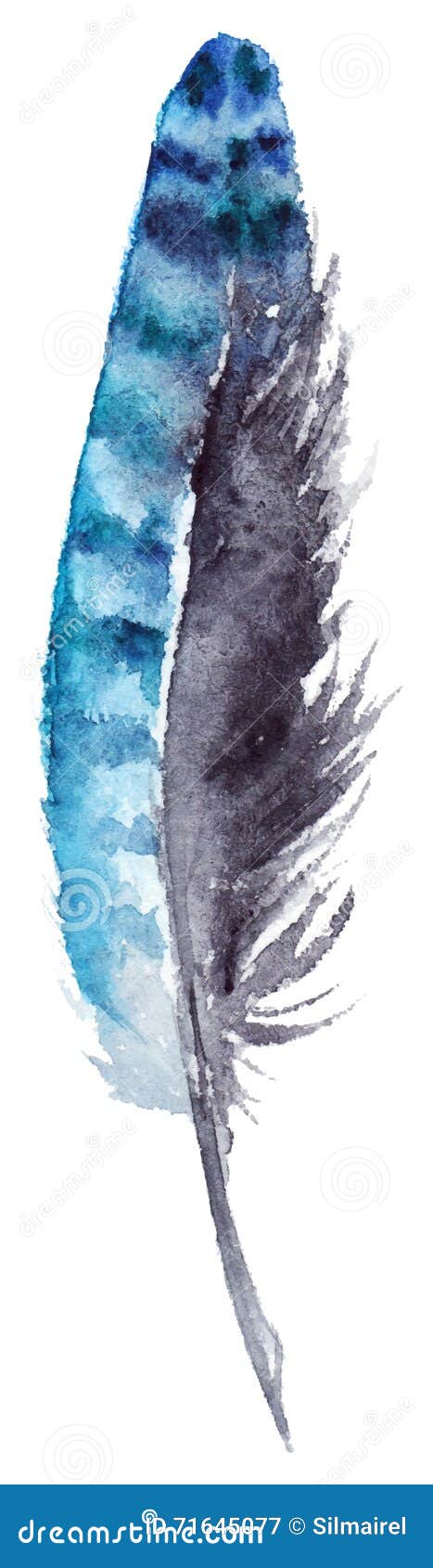 Blue Jay Feather Stock Illustrations 252 Blue Jay Feather Stock Illustrations Vectors Clipart Dreamstime