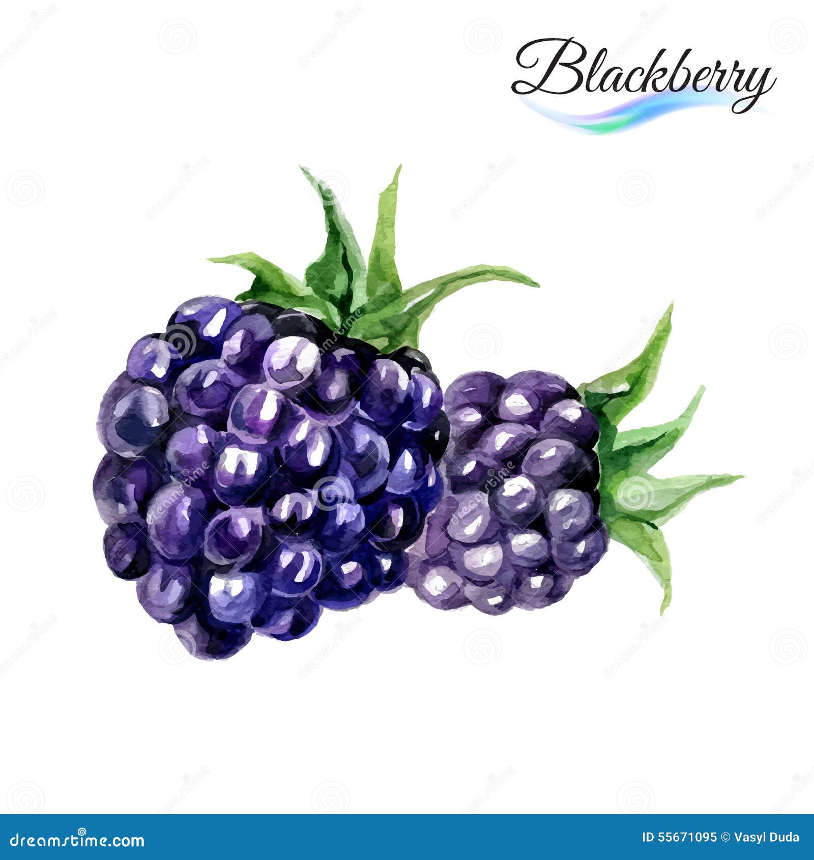 Watercolor blackberry stock vector. Illustration of delicious 55671095