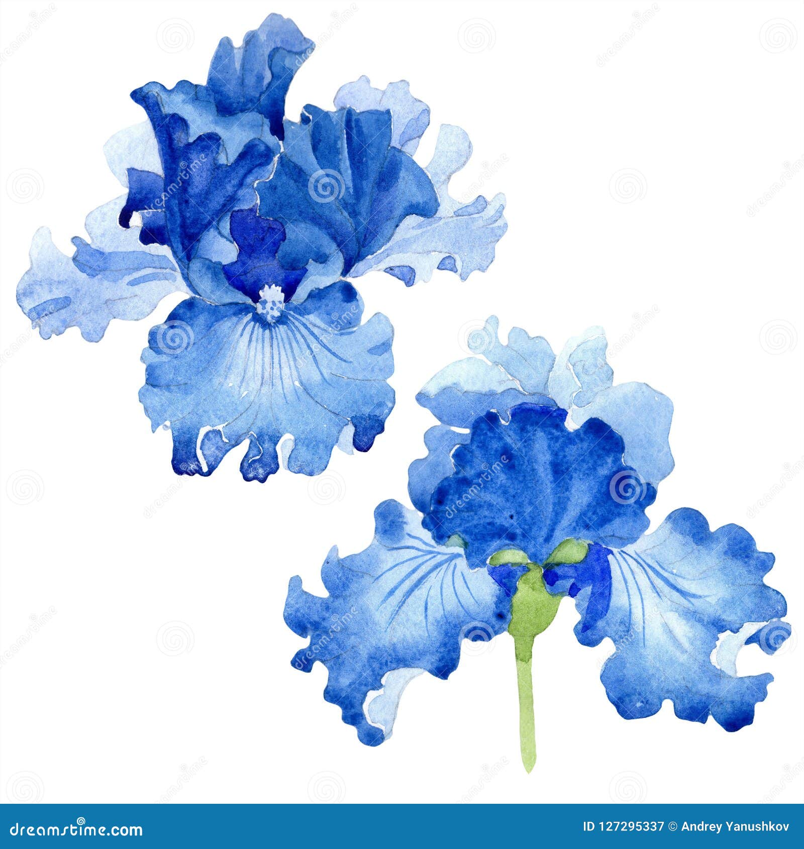 Watercolor Blue Iris Flower Floral Botanical Flower Isolated Illustration Element Stock Illustration Illustration Of Botanical Drawing 127295337