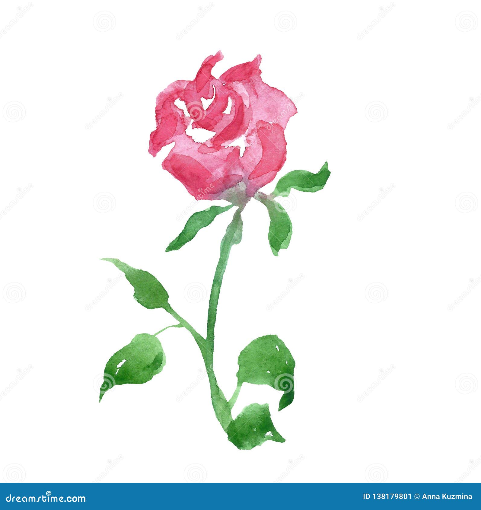 Watercolor Blush Pink Rose Flower, Isolated on White Background ...