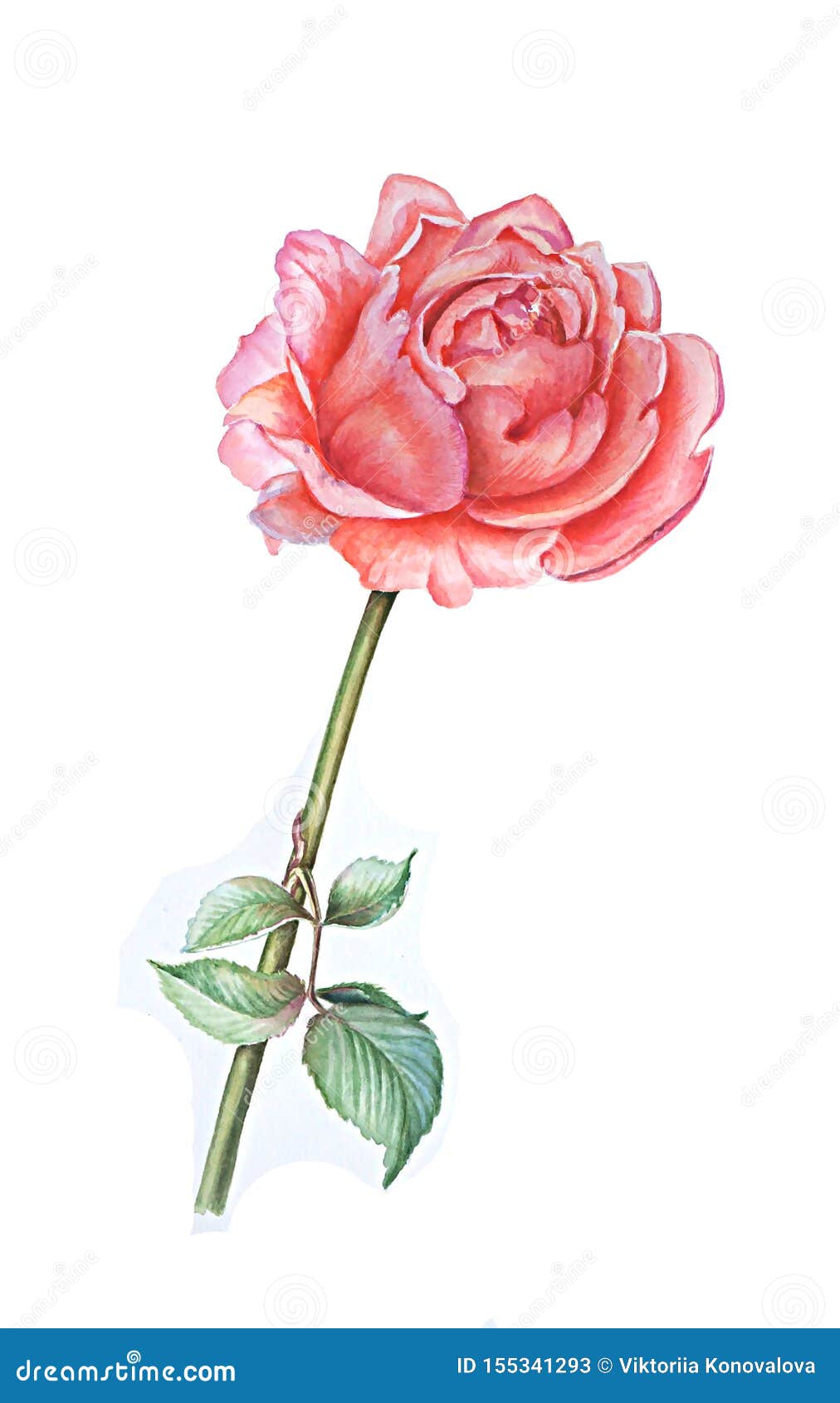 Watercolor Botanical Illustration Depicting a Delicate Rose Floribunda ...