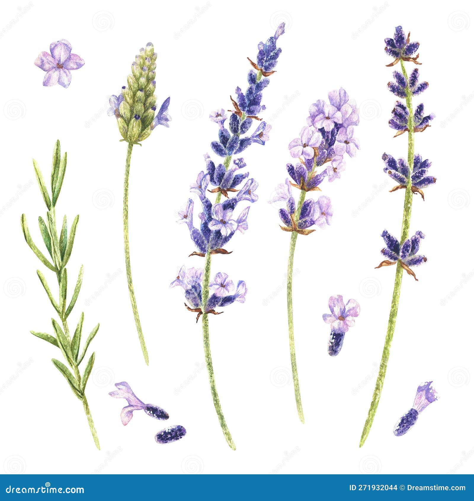 Watercolor Botanical Illustration. Set of Lavender Flowers. Isolated on ...