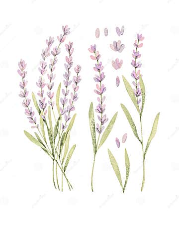 Watercolor Botanical Illustrations of Lavender. Blossom of Provence ...