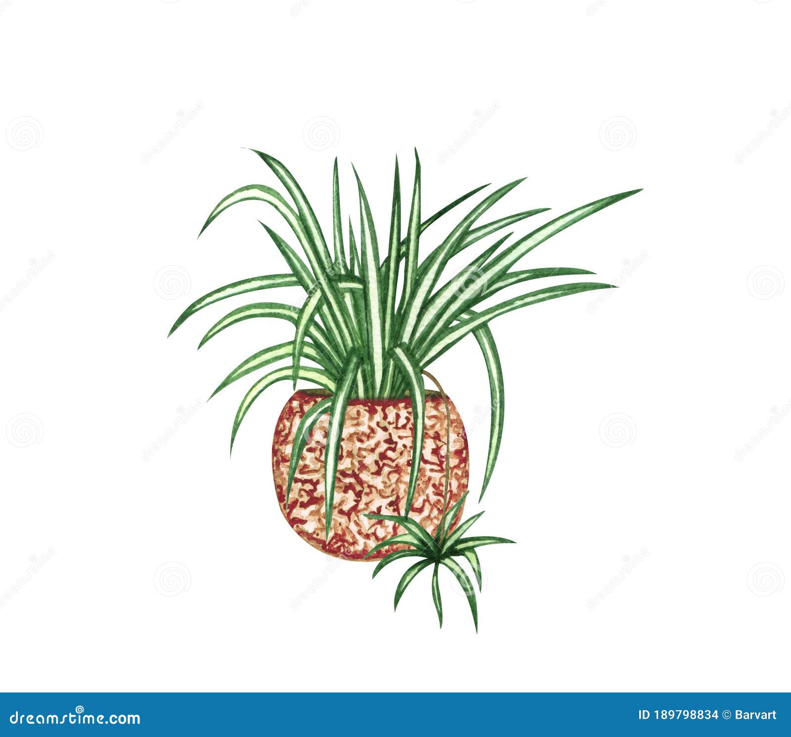 Botanical Illustrations of Potted Houseplant. Zig-Spider in a Pot Isolated on White Background Stock Photo - Image of botany, indoor: 189798834