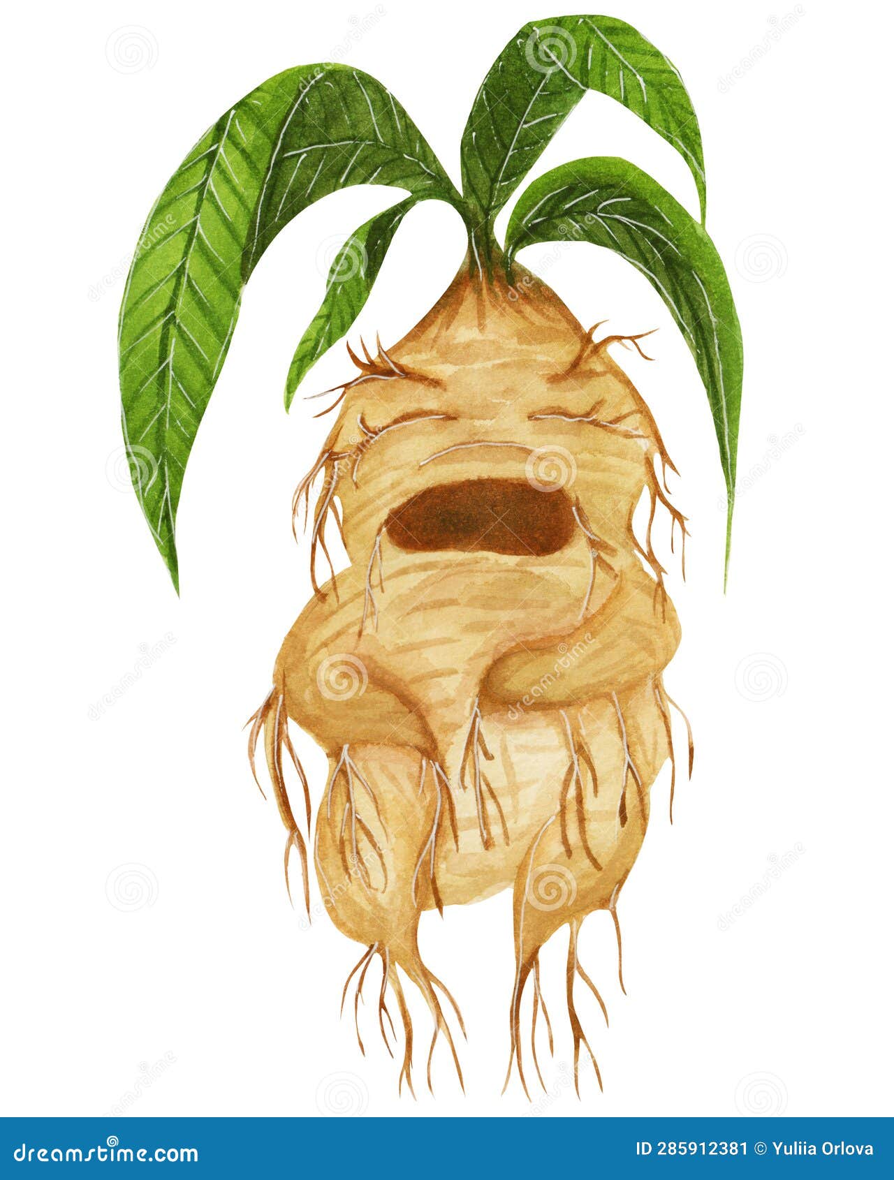 Mandrake Plant Stock Illustrations – 263 Mandrake Plant Stock