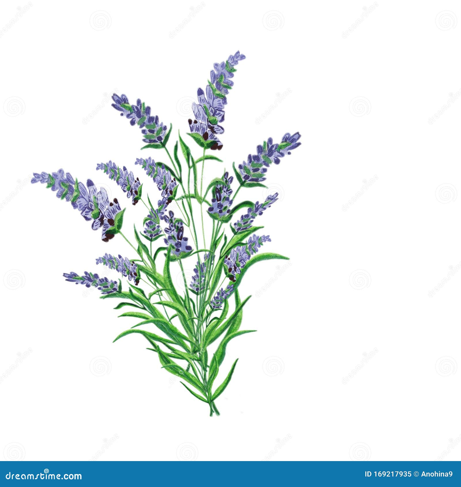 Watercolor. Bouquet of Lavender. Botanical Painting Stock Illustration ...