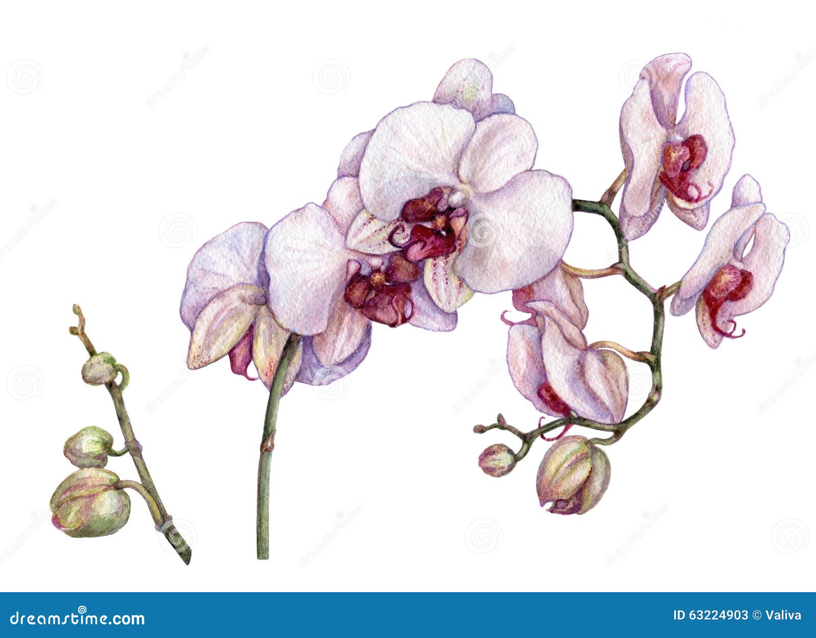 Download Watercolor Branch Of Orchid Stock Illustration Illustration Of Plant Flower 63224903