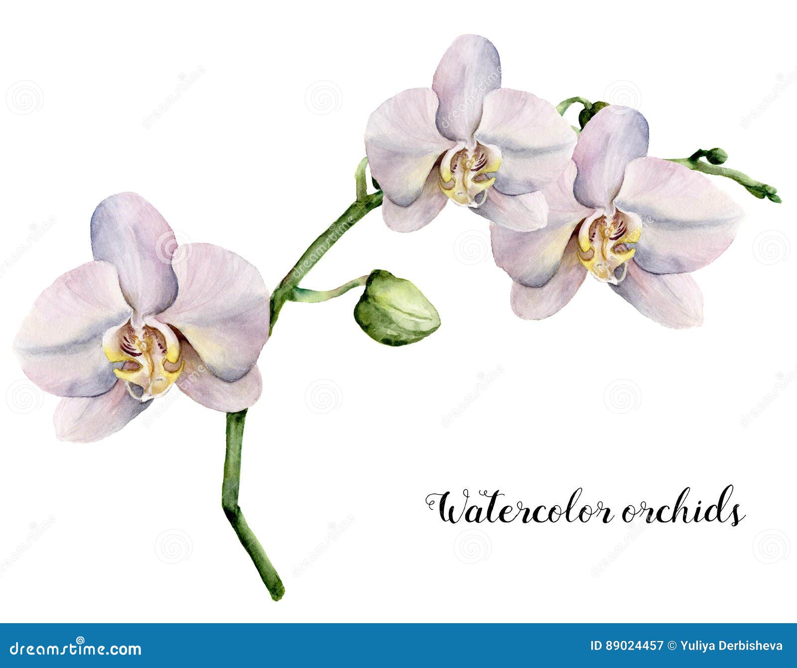 Watercolor Branch With White Orchids Hand Painted Floral Botanical Illustration Isolated On White Background Fo Stock Illustration Illustration Of Floral Graphic 89024457
