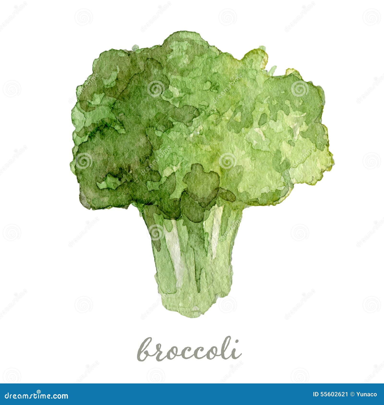 Watercolor Broccoli Hand Painted Stock Illustration Illustration of