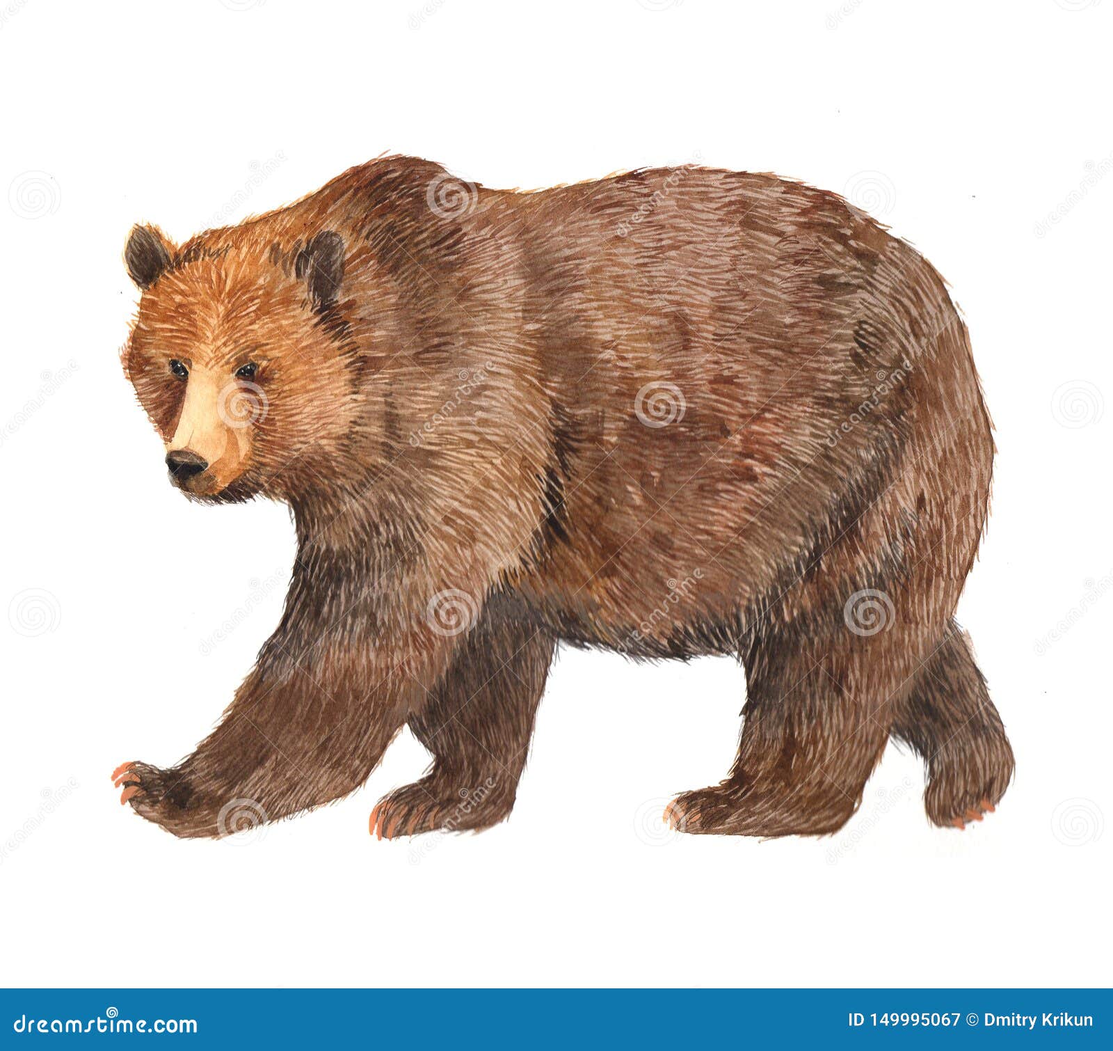 Watercolor Brown Bear Animal Illustration Isolated Stock Illustration - Illustration of print, cartoon: 149995067 Watercolor Brown Bear Animal Illustration Isolated Stock Illustration - Illustration of print, cartoon: 149995067