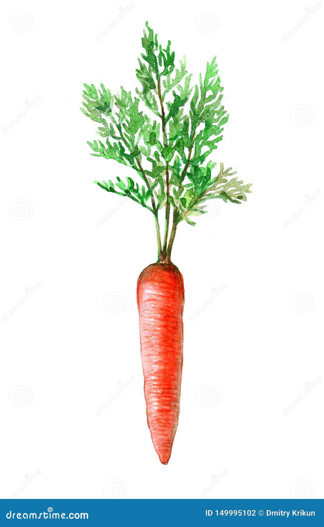 Watercolor Bunch Of Carrots Isolated Stock Illustration Illustration