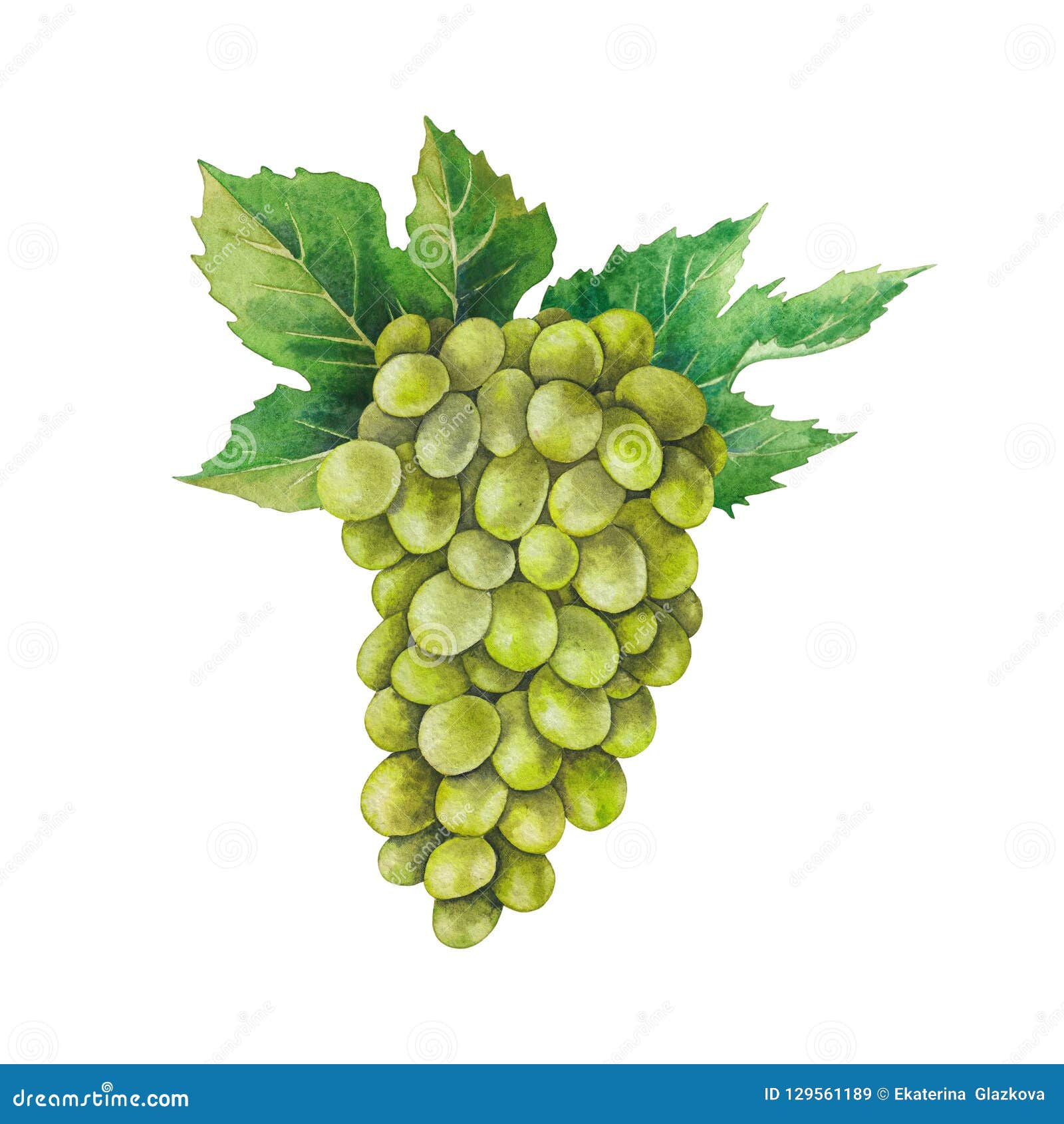 Watercolor Bunch of White Grapes Decorated with Leaves Stock Image ...