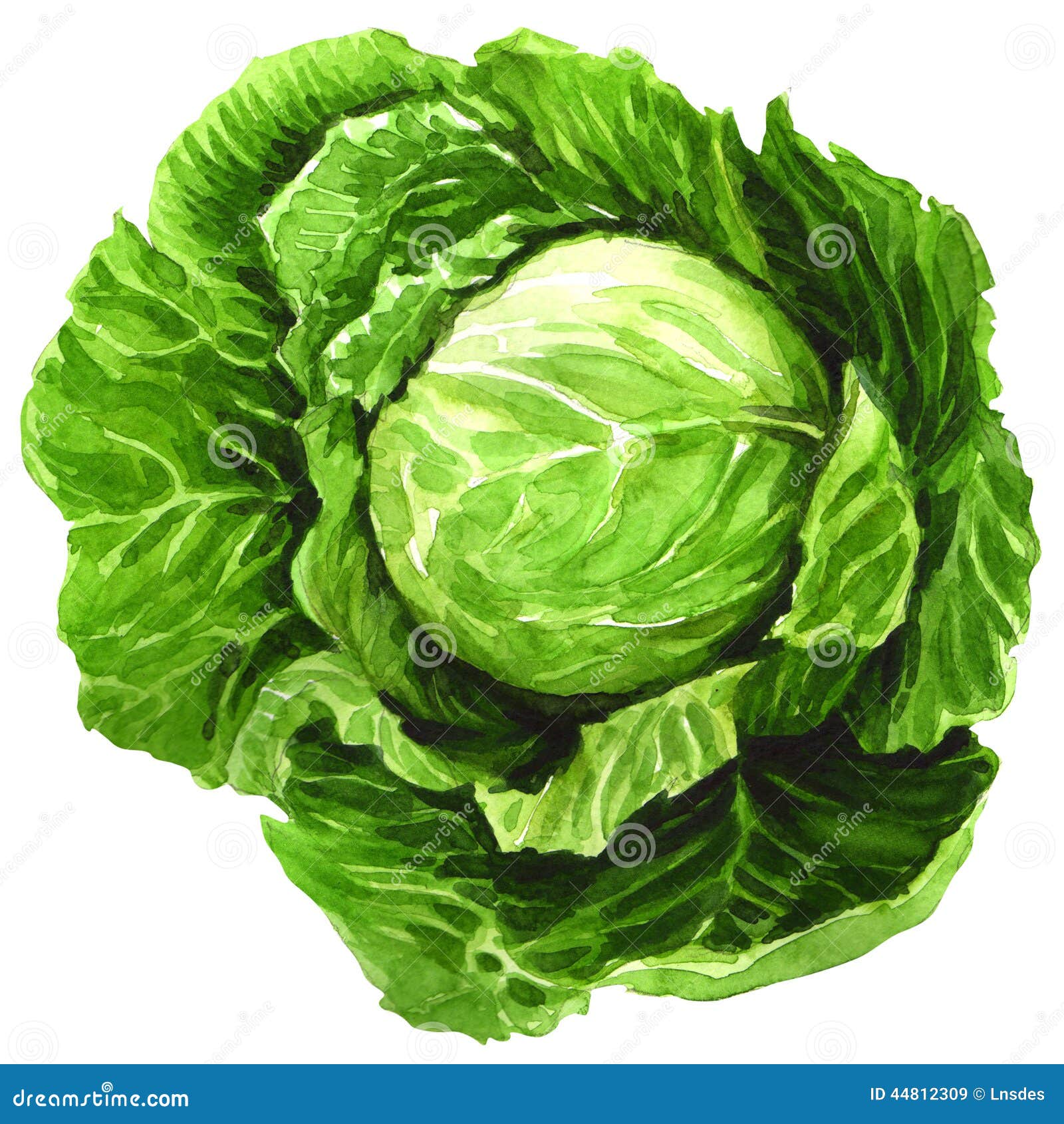 Watercolor Cabbage Isolated on White Stock Illustration Illustration