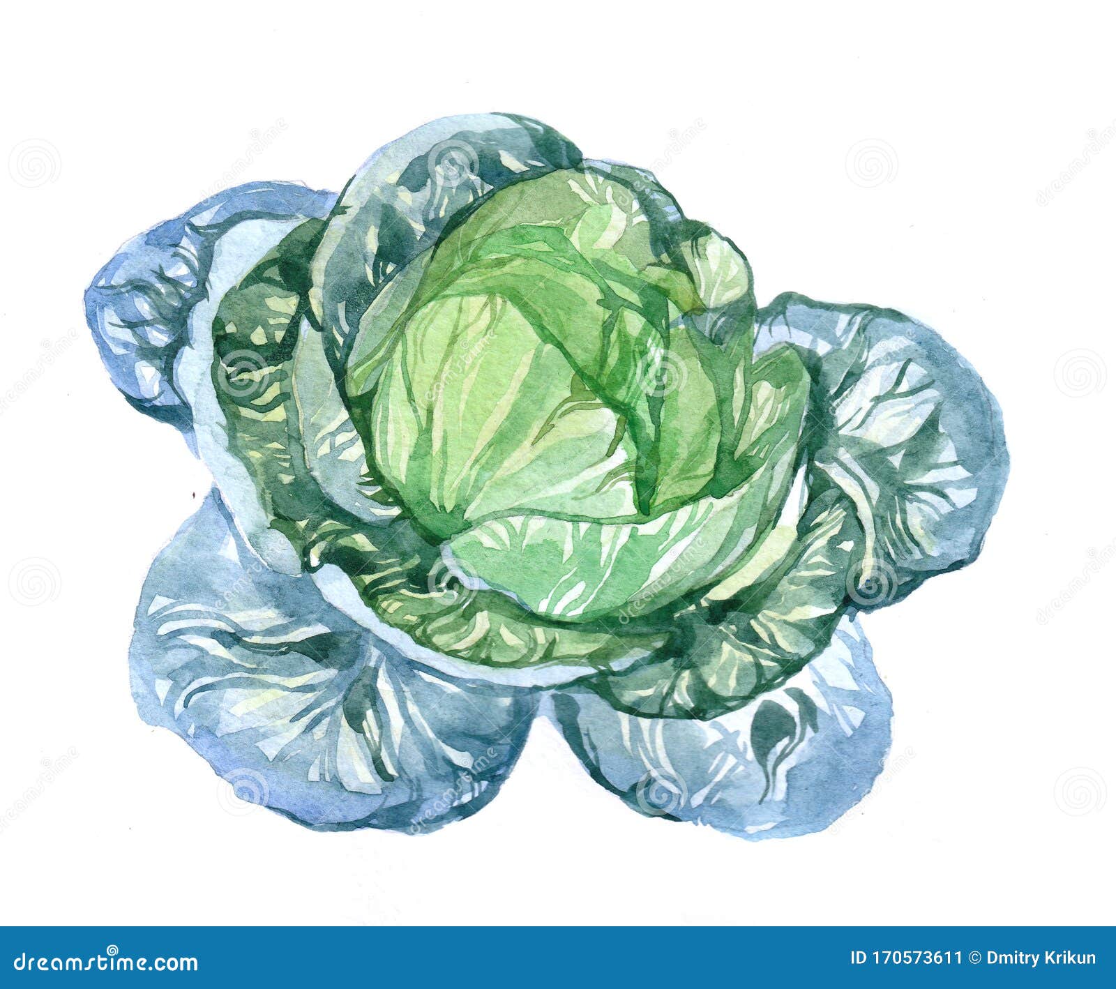 Watercolor Cabbage Isolated On White Background. Digital Art Painting