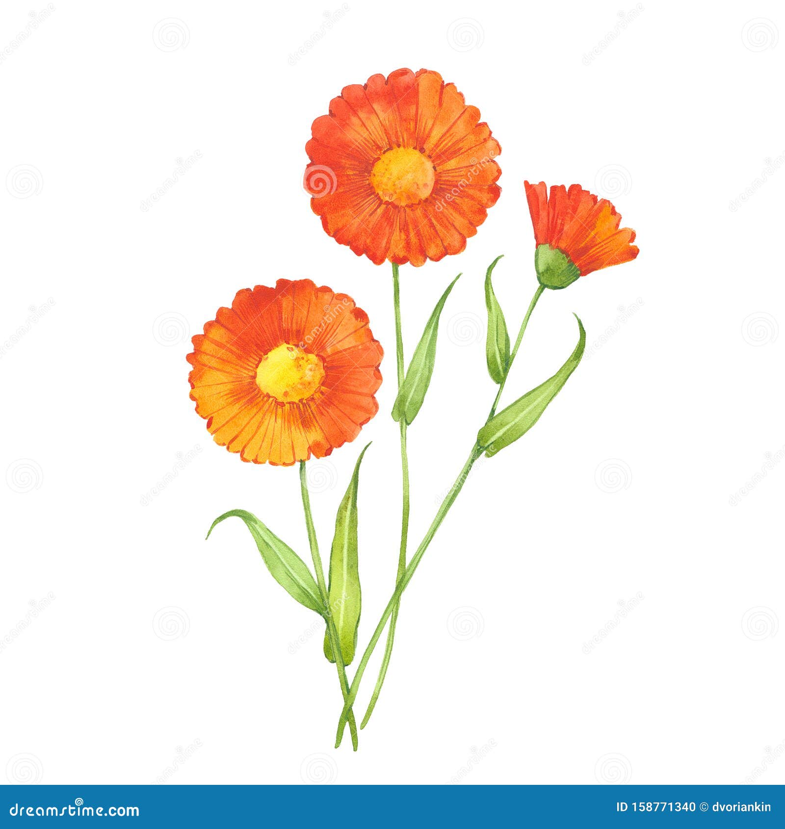 Watercolor Calendula Flowers Stock Illustration - Illustration of ...