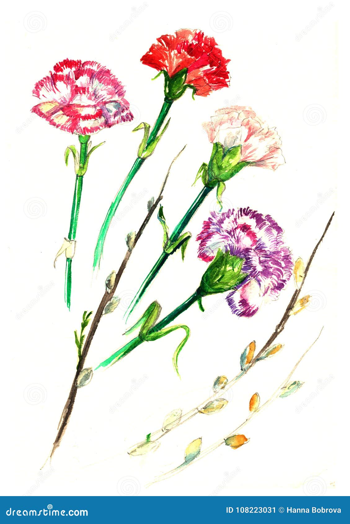 Watercolor Card with a Picture of the Clove Flower. Carnations Flowers ...