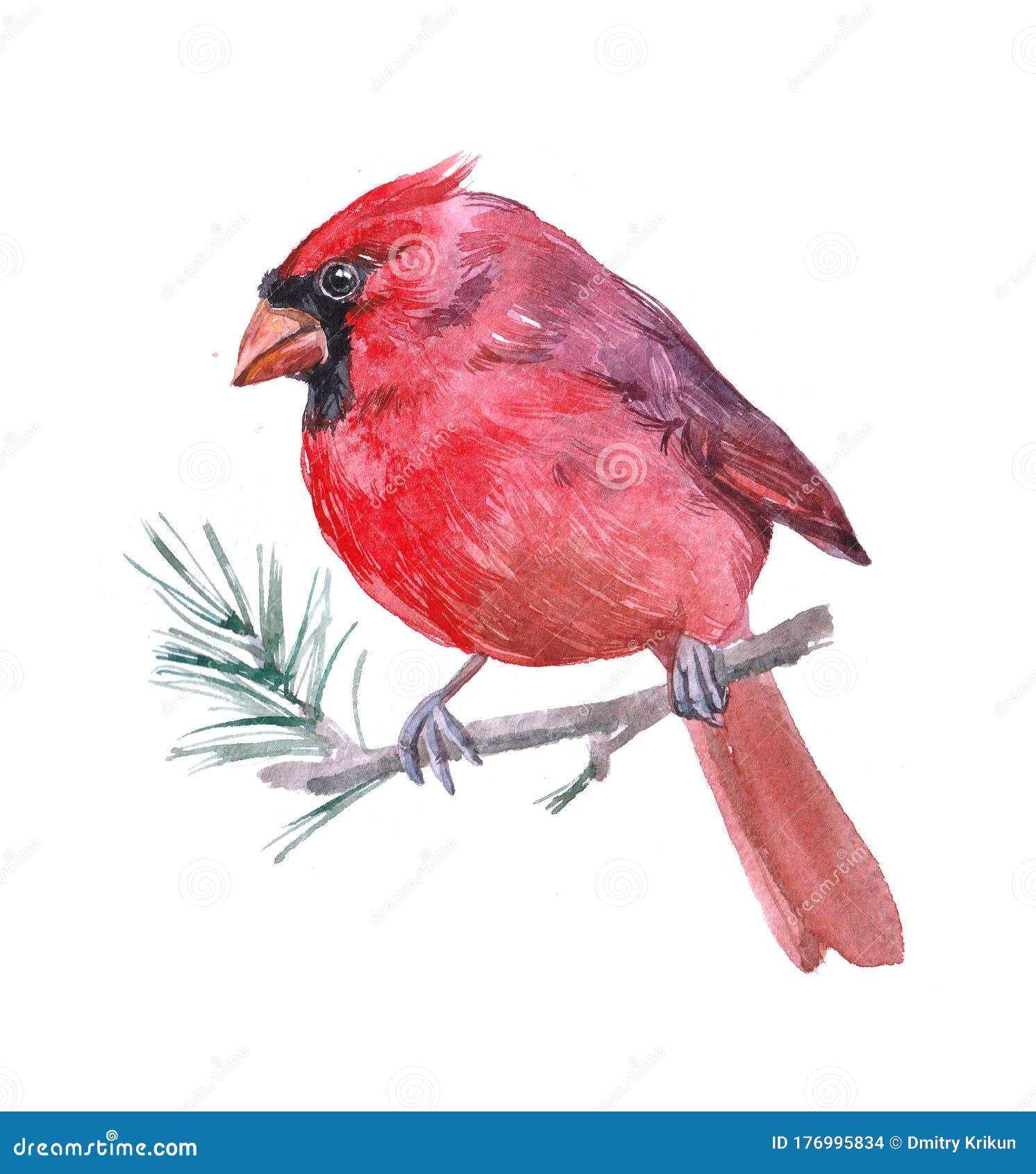 watercolor cardinal  bird animal