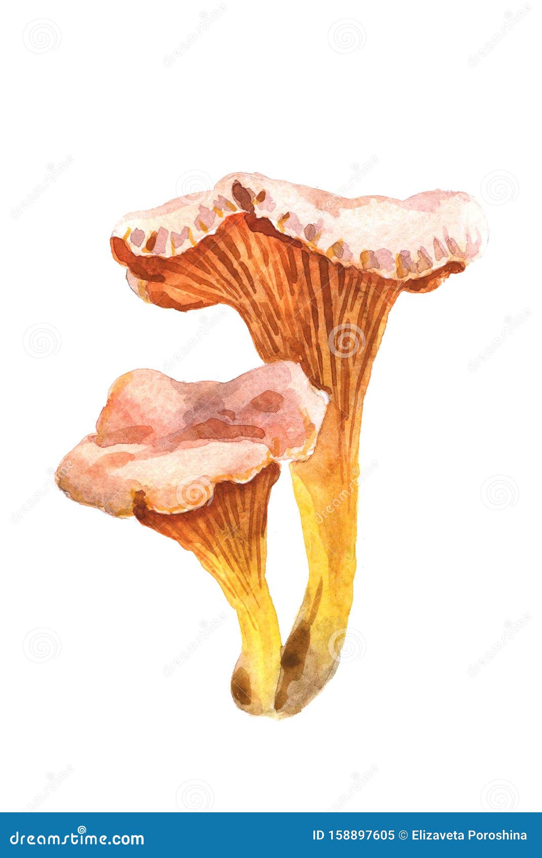 Watercolor Chanterelle Isolated on a White Background Stock ...
