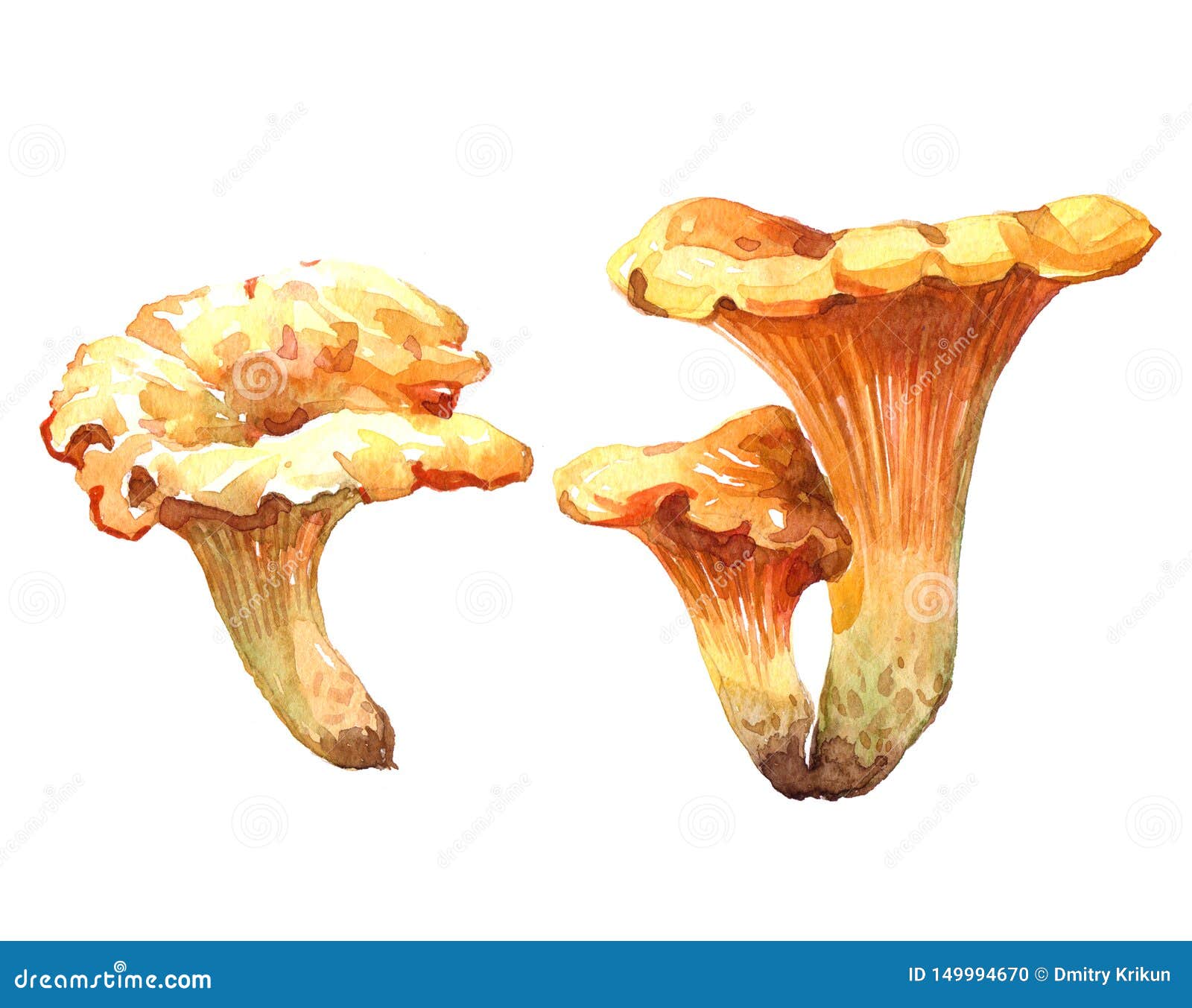 Watercolor Chanterelle Mushroom Illustration Isolated Stock ...