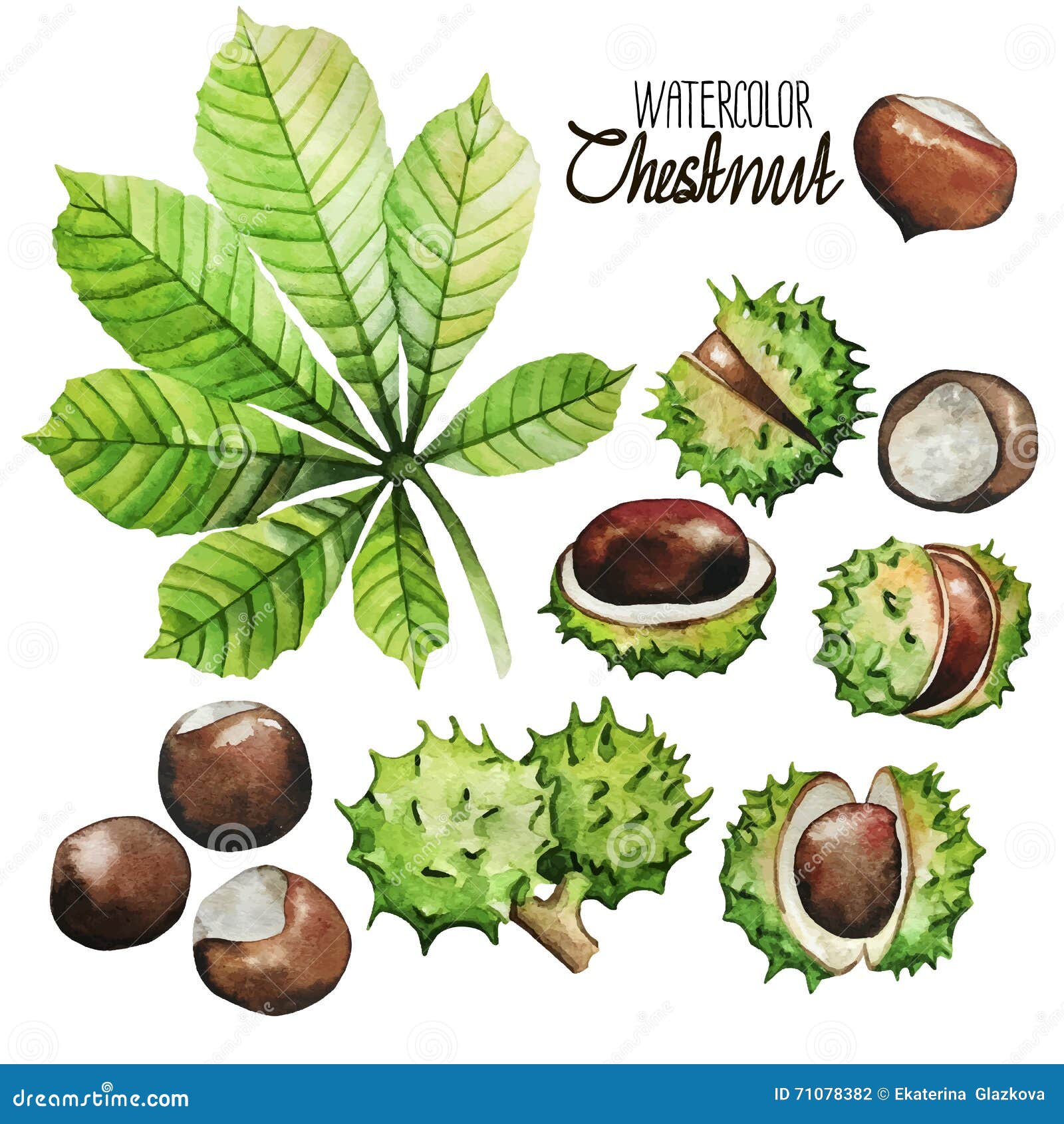 watercolor chestnut collection