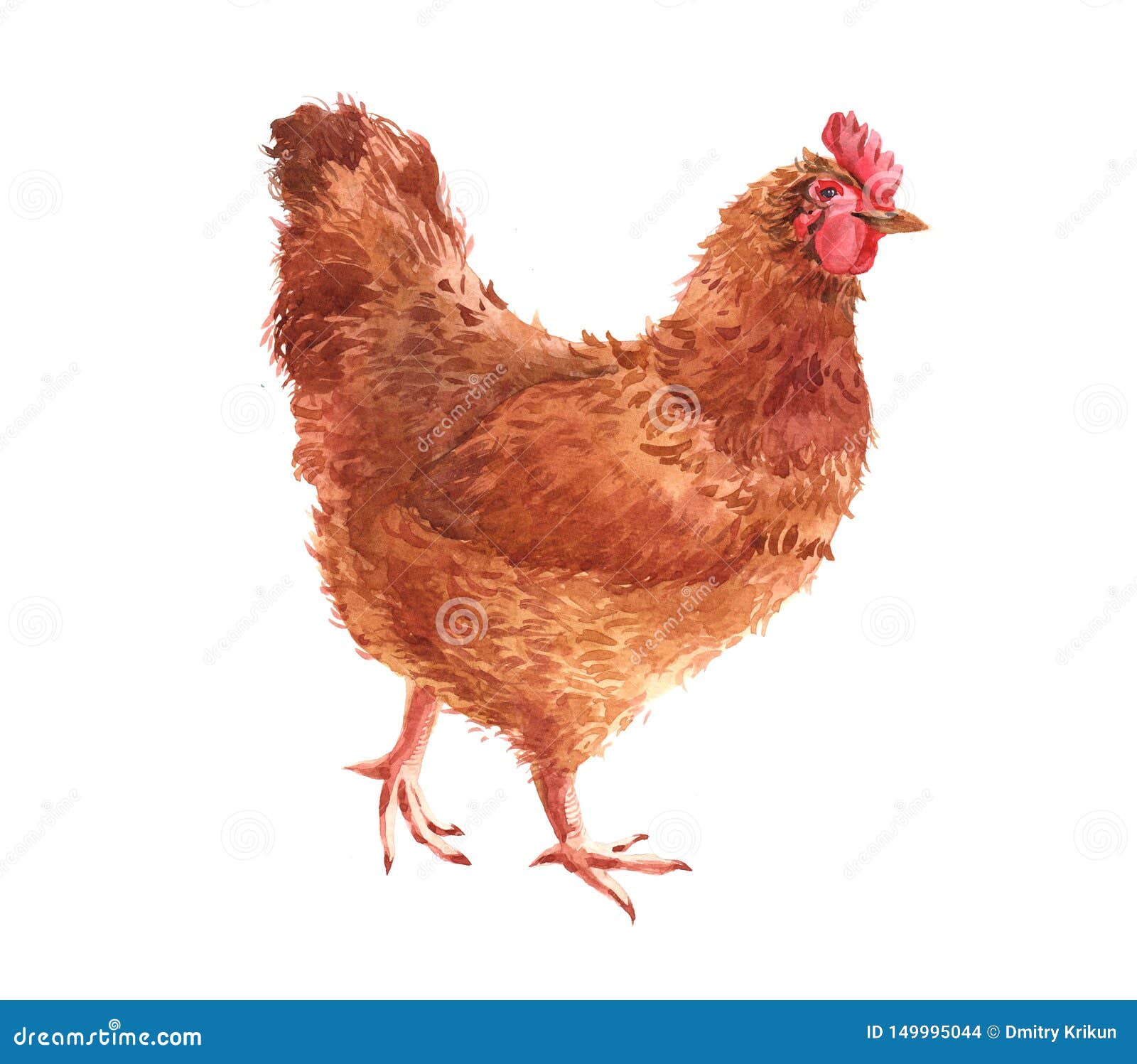 https://thumbs.dreamstime.com/z/watercolor-chicken-cock-rooster-bird-isolated-watercolor-chicken-cock-rooster-bird-isolated-white-background-149995044.jpg