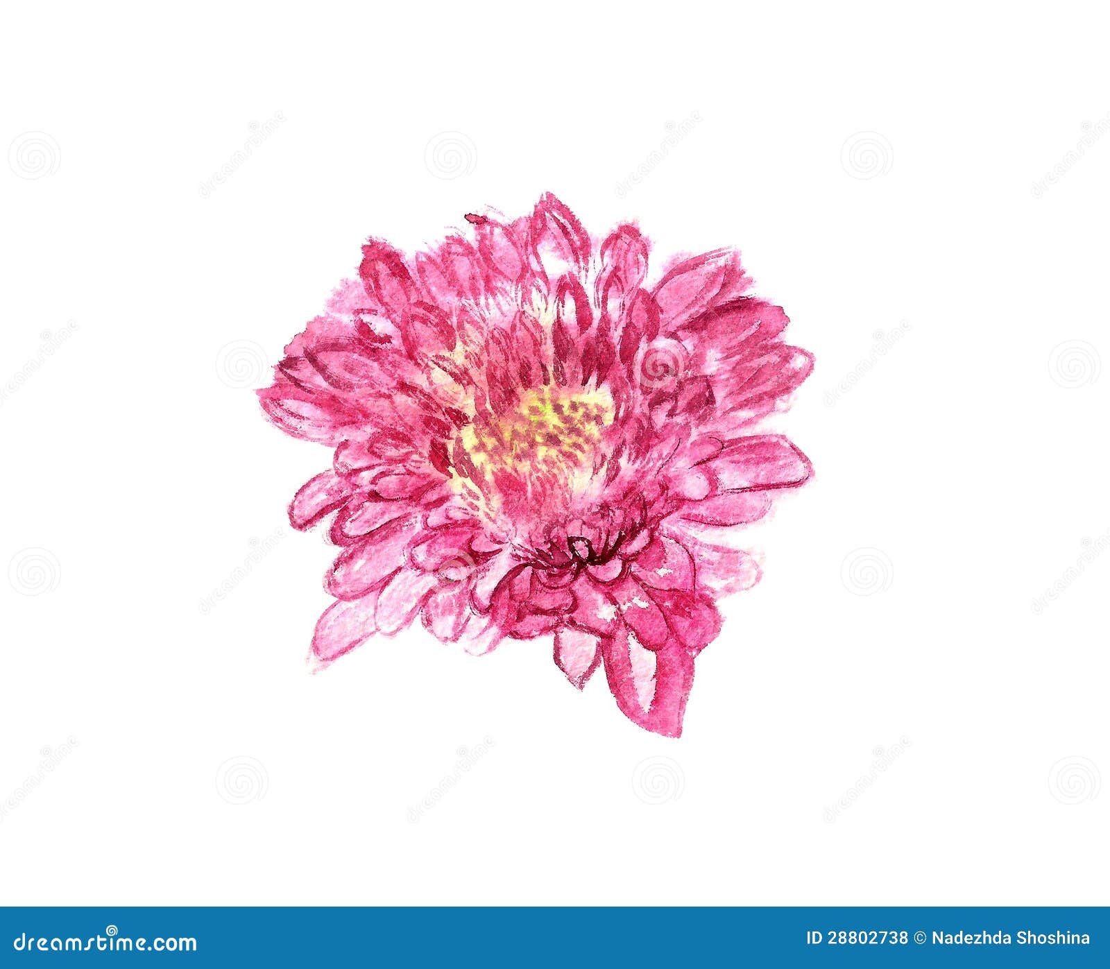 Watercolor chrysanthemum stock illustration. Illustration of effect