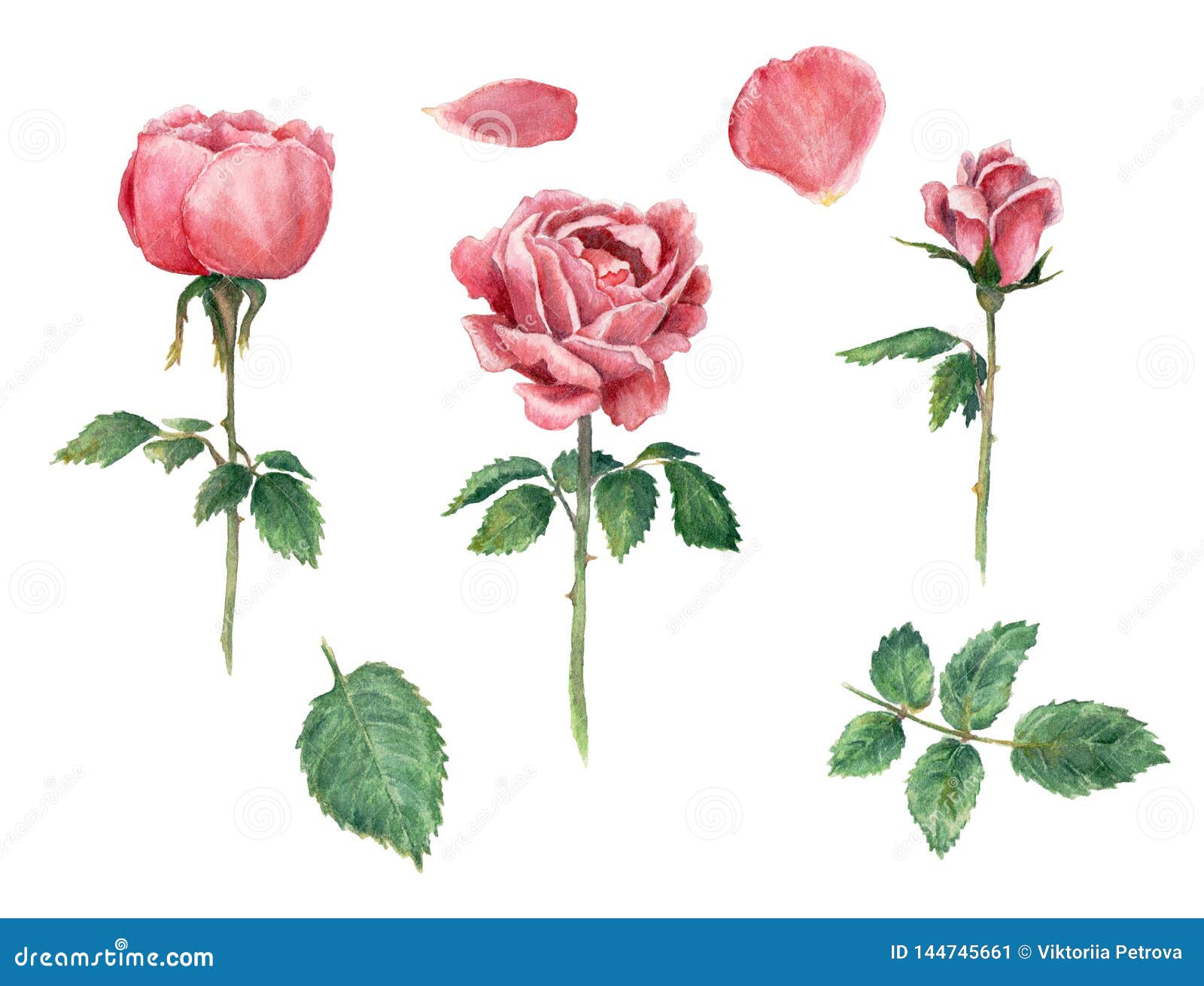 Watercolor Clip Art Pink Roses, Blooming Stock Illustration ...