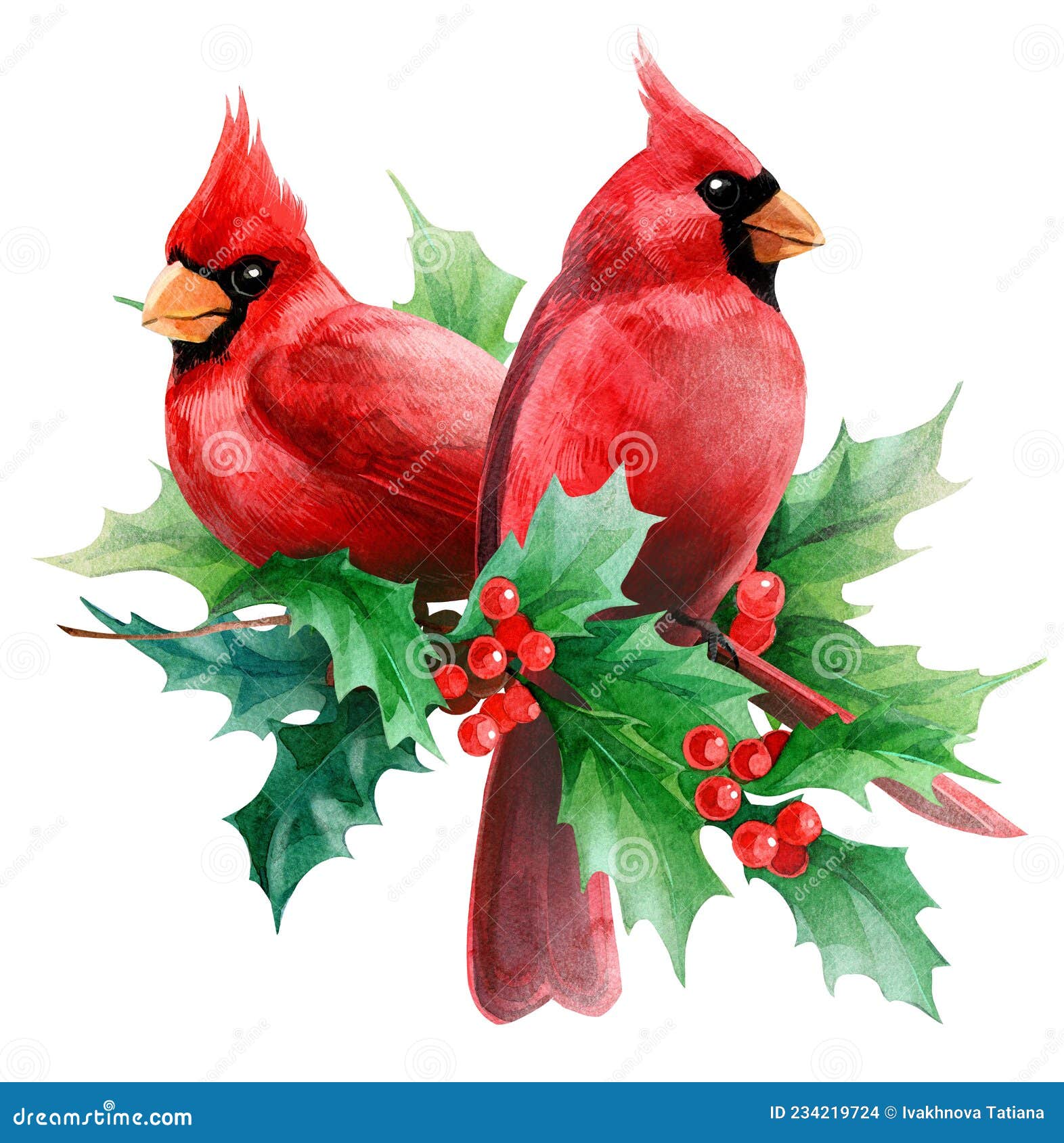 Watercolor Cliparts Christmas And Winter Red Bird Cardinals Stock