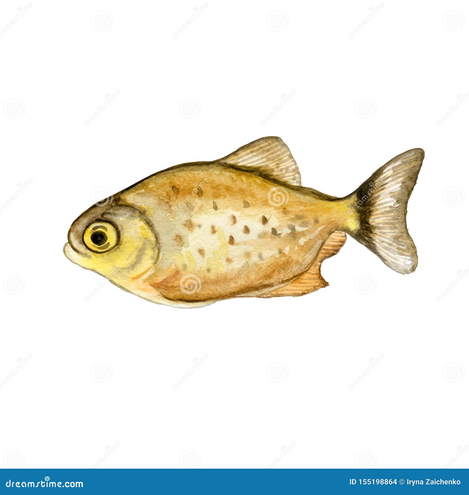 watercolor closeup piranha or pirana fish  on white background. hand drawn dangerous cold-blooded freshwater predator.