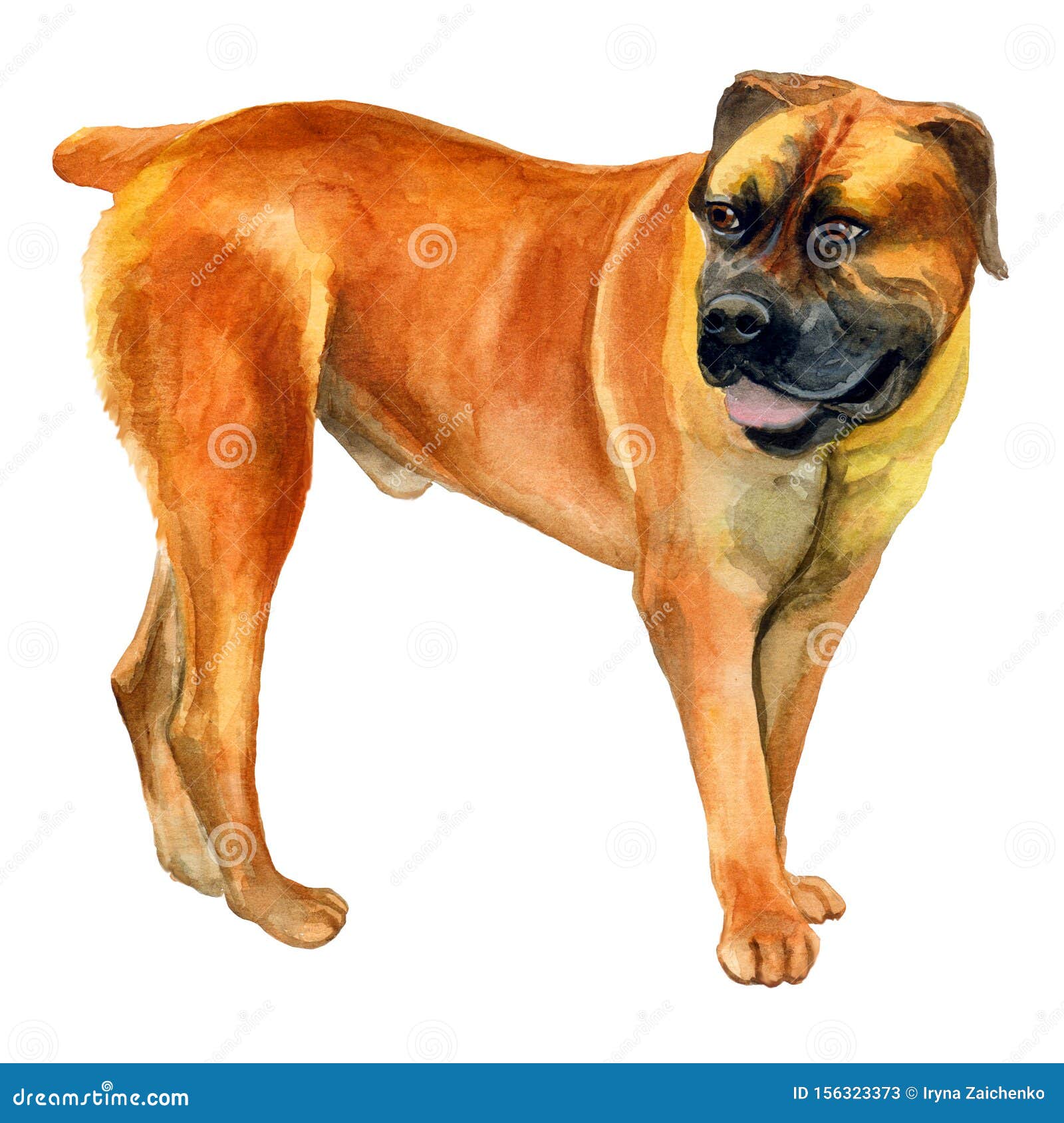 Watercolor Closeup Portrait Of Cute Boerboel Breed Dog Isolated On