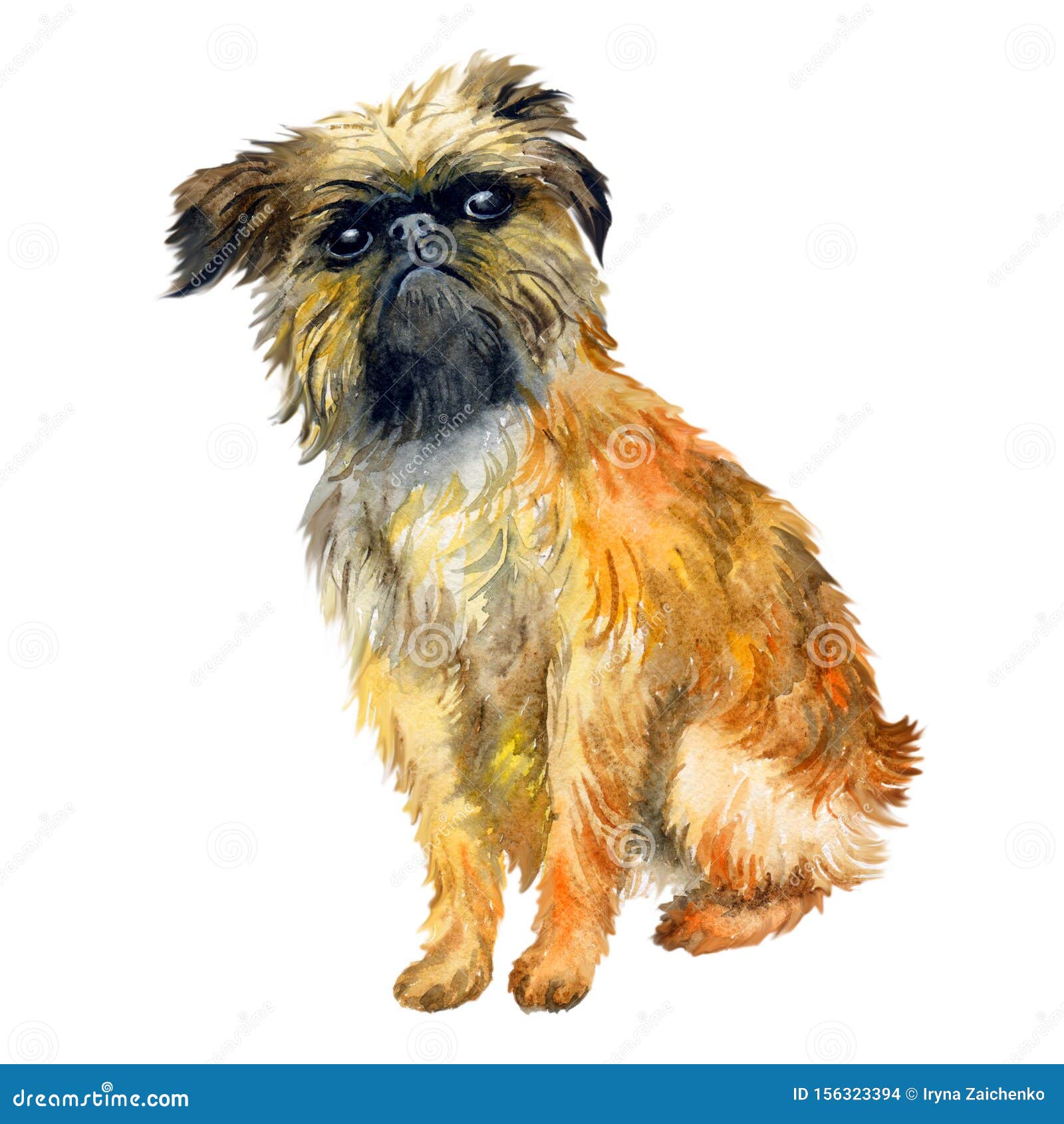 Watercolor Closeup Portrait of Cute Brussels Griffon Breed Dog Isolated on  White Background. Shorthair Small Brown Dog Posing at Stock Illustration -  Illustration of doggy, closeup: 156323394