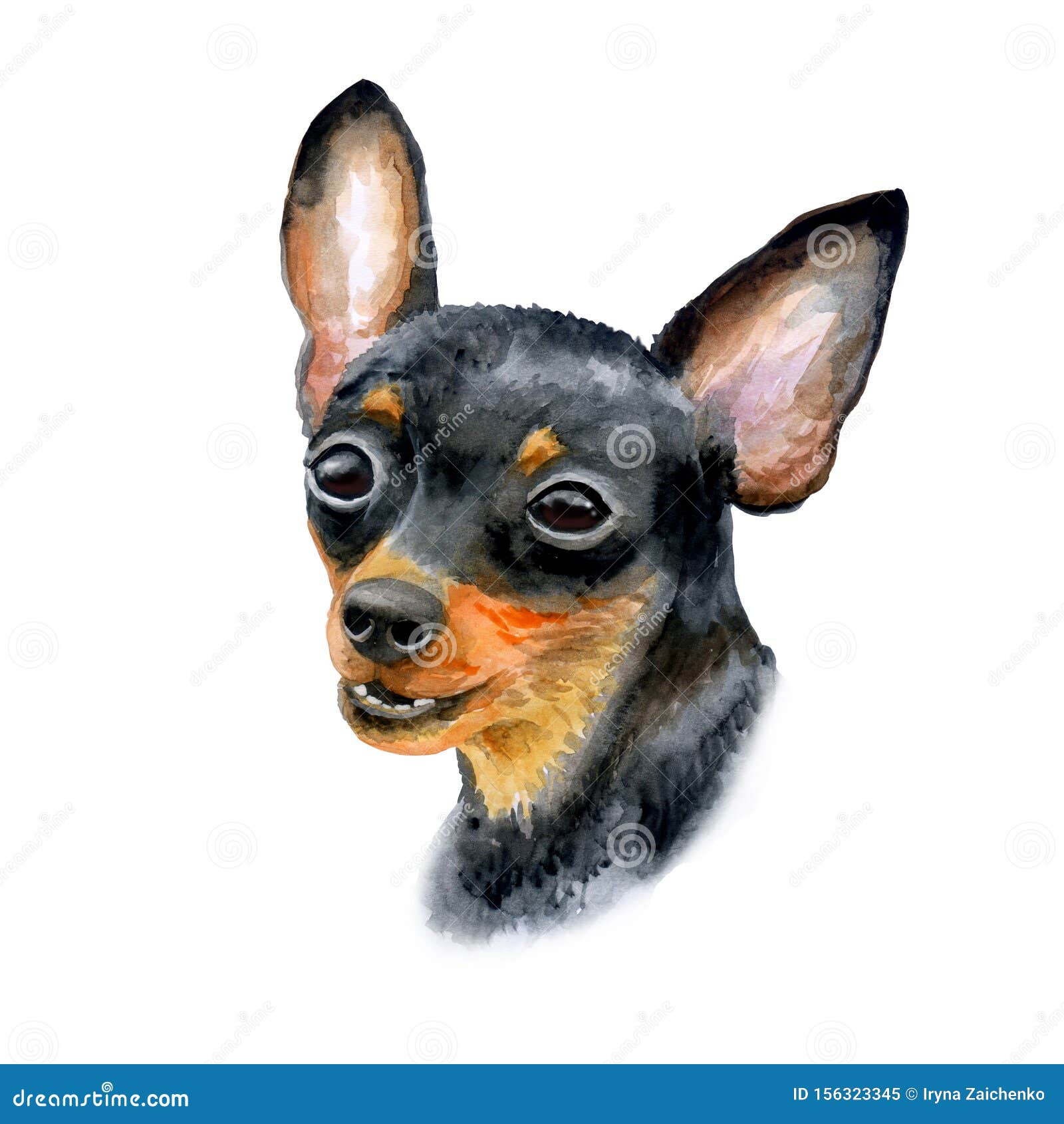 Watercolor Closeup Portrait Of Cute Prague Ratter Or Prazsky Krysarik Breed Dog Isolated On White Background Shorthair Small Stock Illustration Illustration Of Club Isolated 156323345