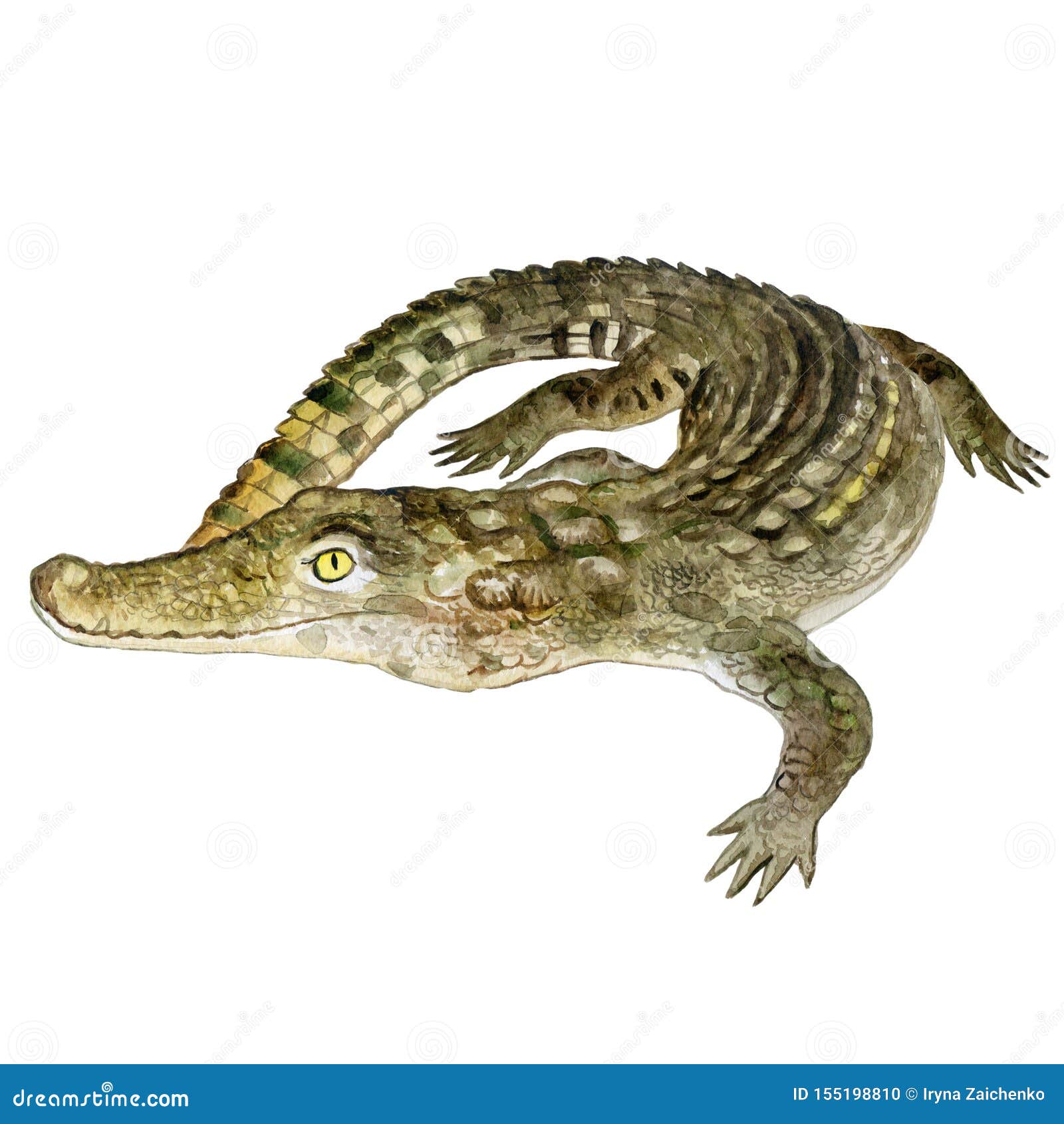 nile crocodile clipart image