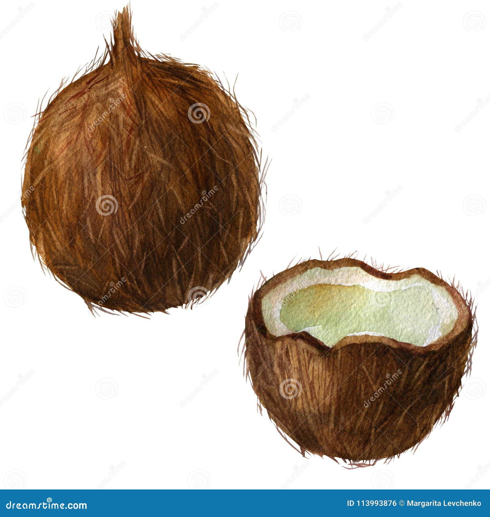 Watercolor Coconut. Coconuts Isolated on White. Handdrawn Illustration