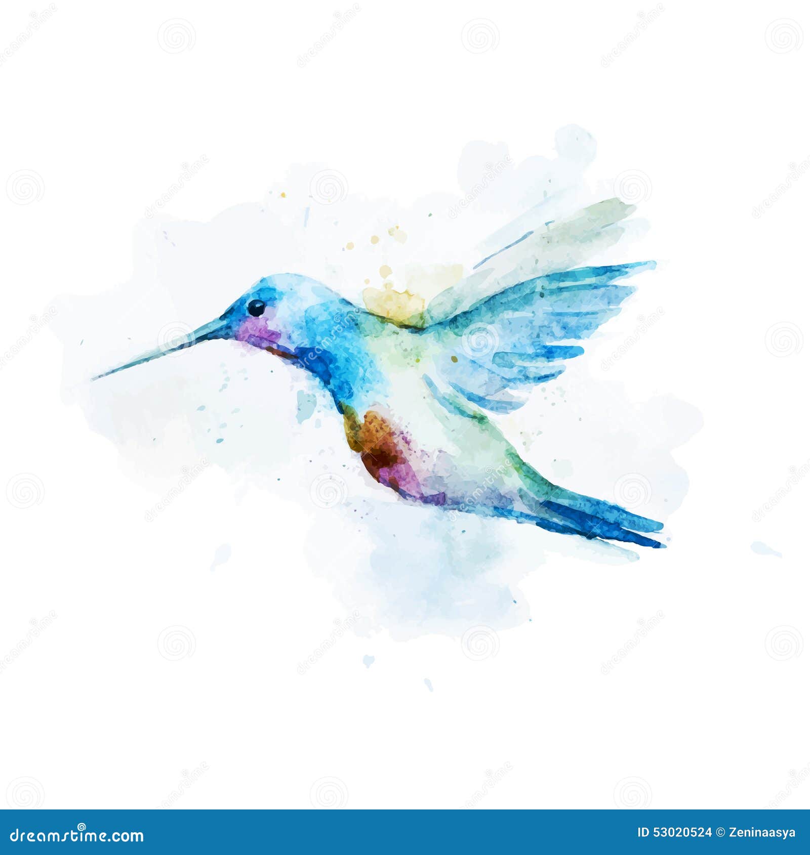 watercolor colibri bird