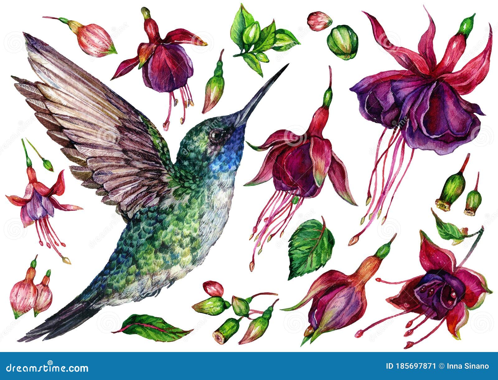 Download Watercolor Collection Of Hummingbird And Fuchsia Flowers ...