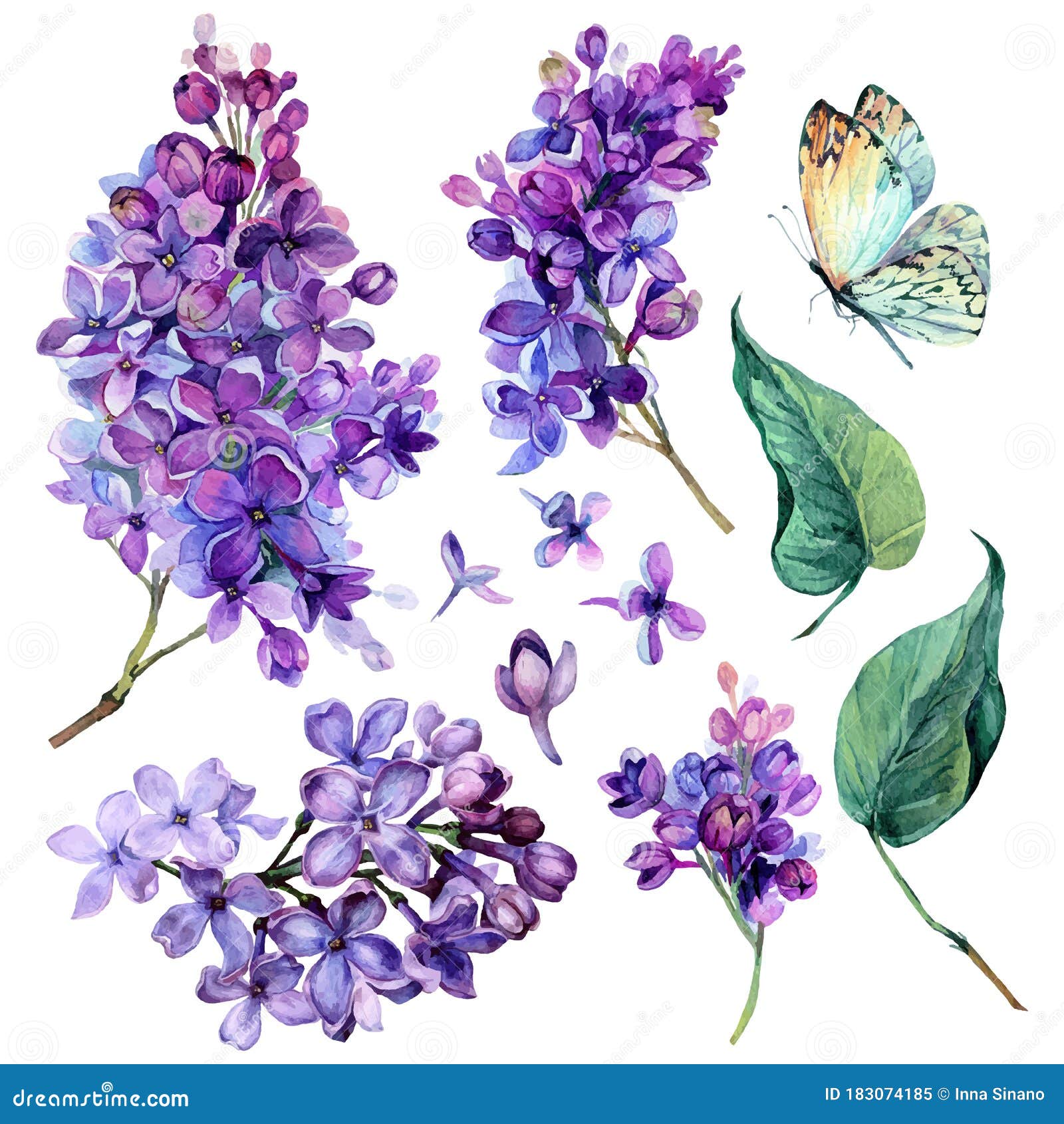 watercolor collection of purple lilac