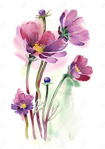 Watercolor -Cosmos Flowers- Stock Illustration - Illustration of ...