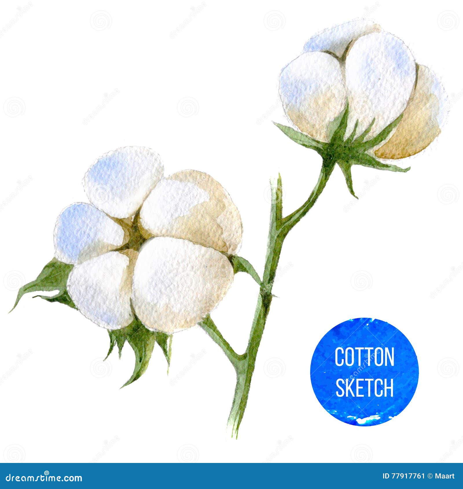 Watercolor Cottons Flowers. Set with white Balls of fluffy plants in hand  drawn vintage style. Illustration for wedding invitations on isolated  background 14706075 Vector Art at Vecteezy