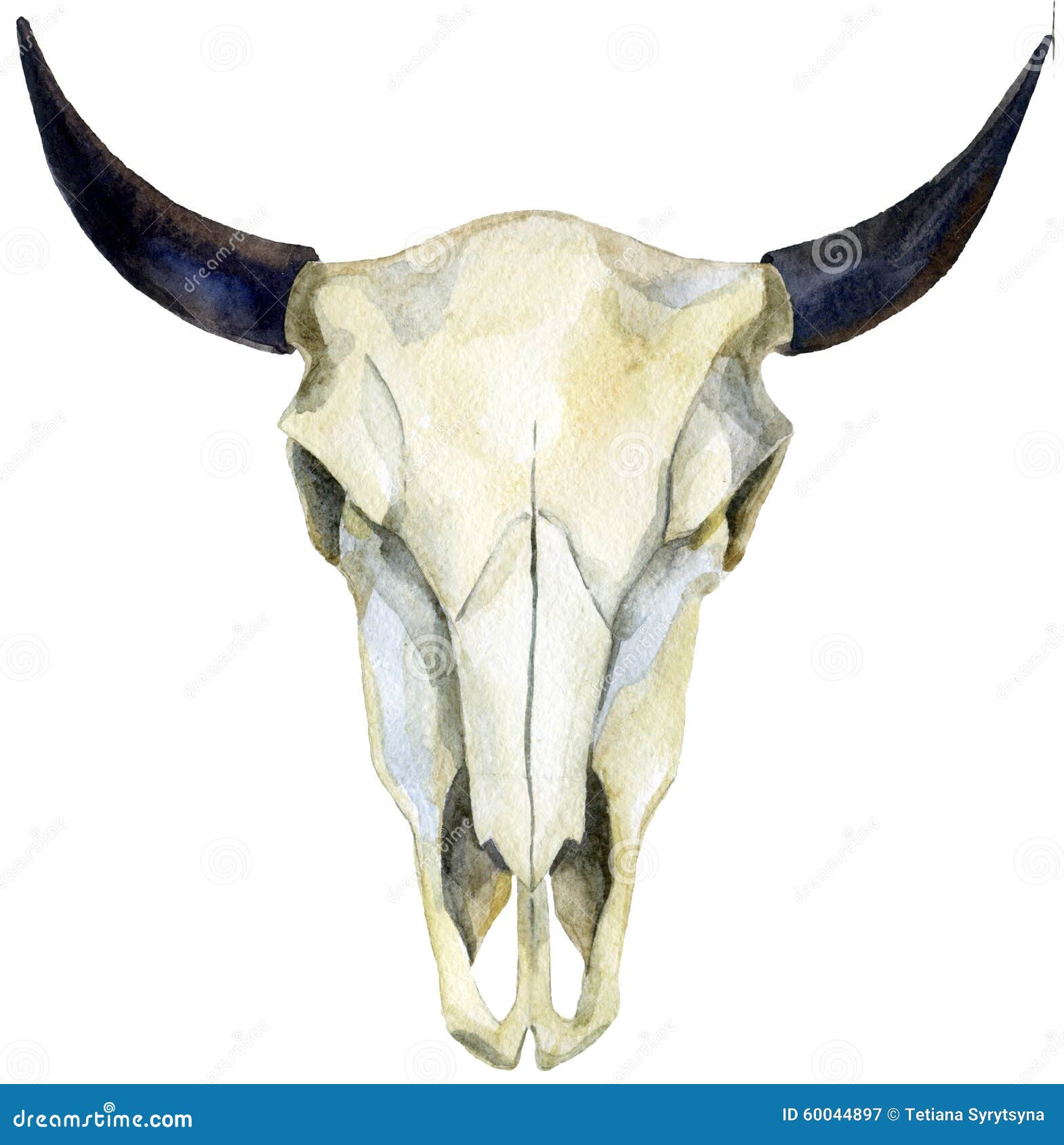 clip art cow skull - photo #50