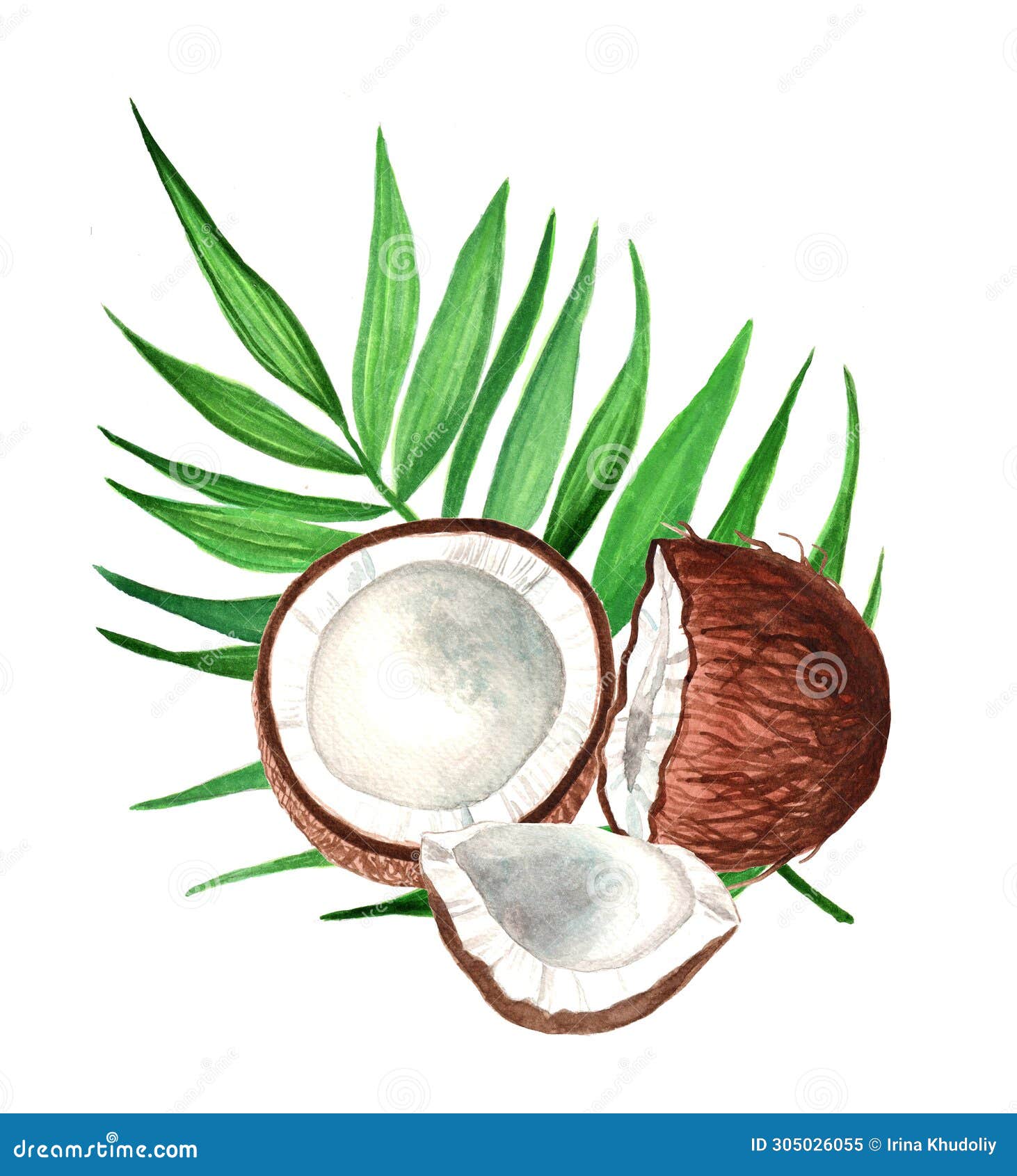 Watercolor Cut Coconut with Green Leaf, Isolated Hand Drawn ...