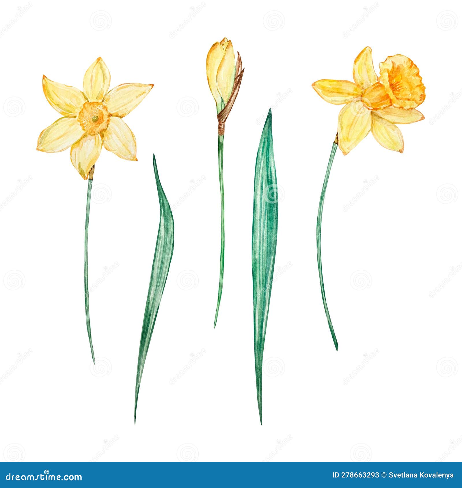 Watercolor Daffodil, March Birth Month Flower Stock Vector ...