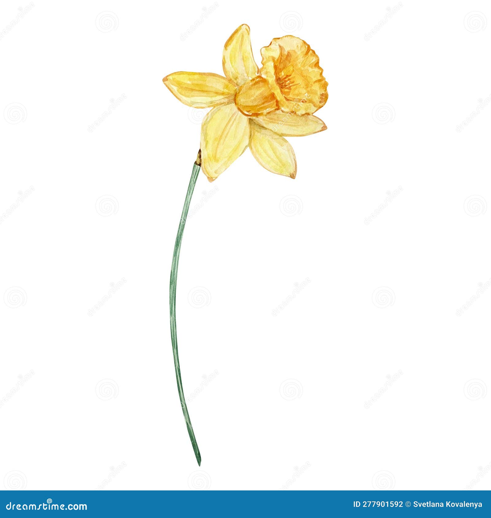 Watercolor Daffodil, March Birth Month Flower Stock Photo - Image of ...