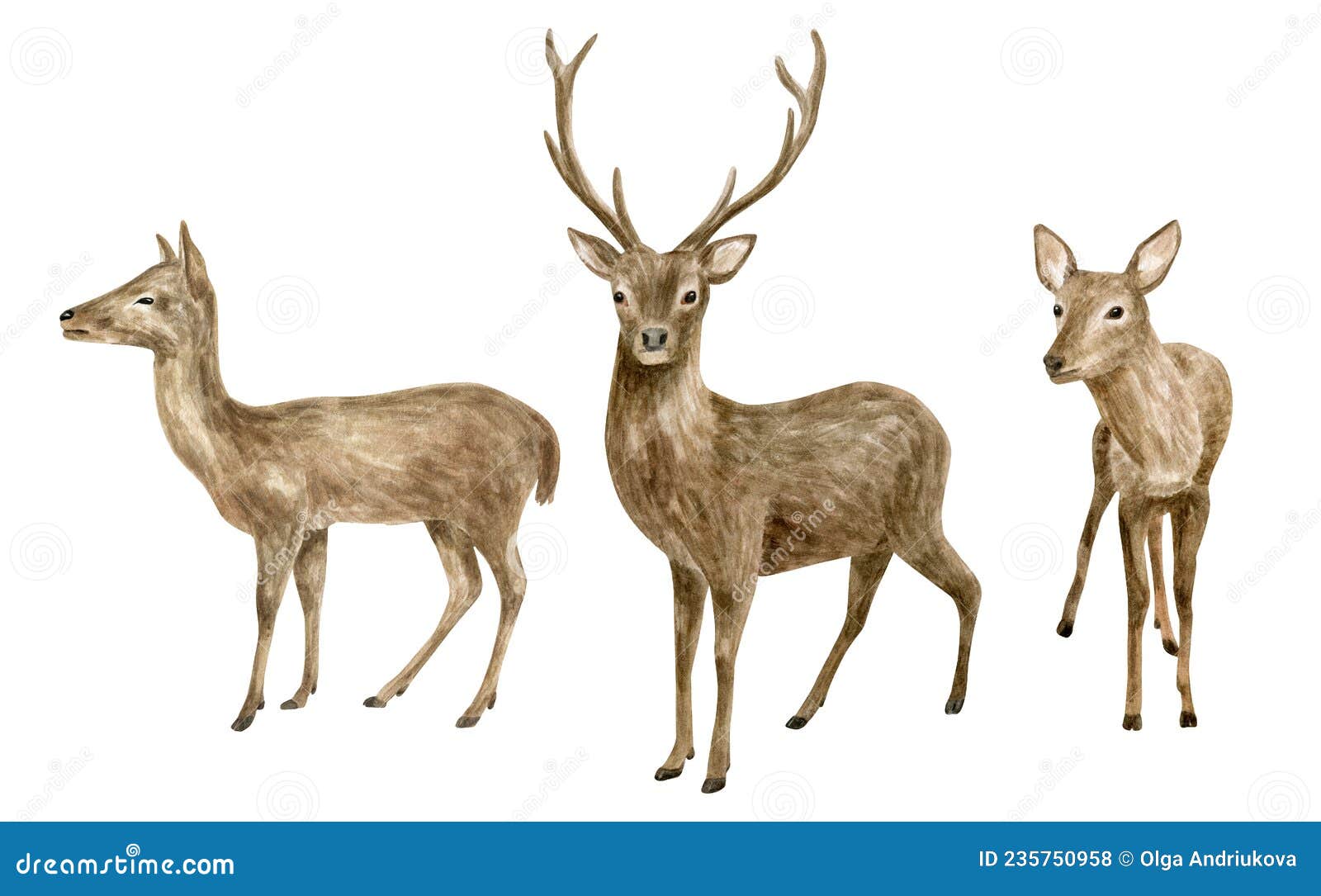 How To Draw Animals Deer 3